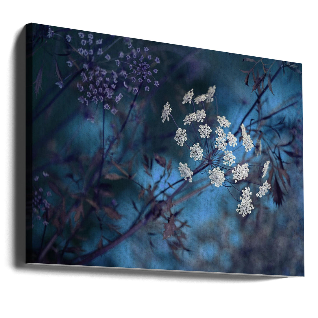 Queen Anne's Lace by Jacky Parker | Floral Botanical Macro, Large Canvas Wall Art Print | Artsy Earth