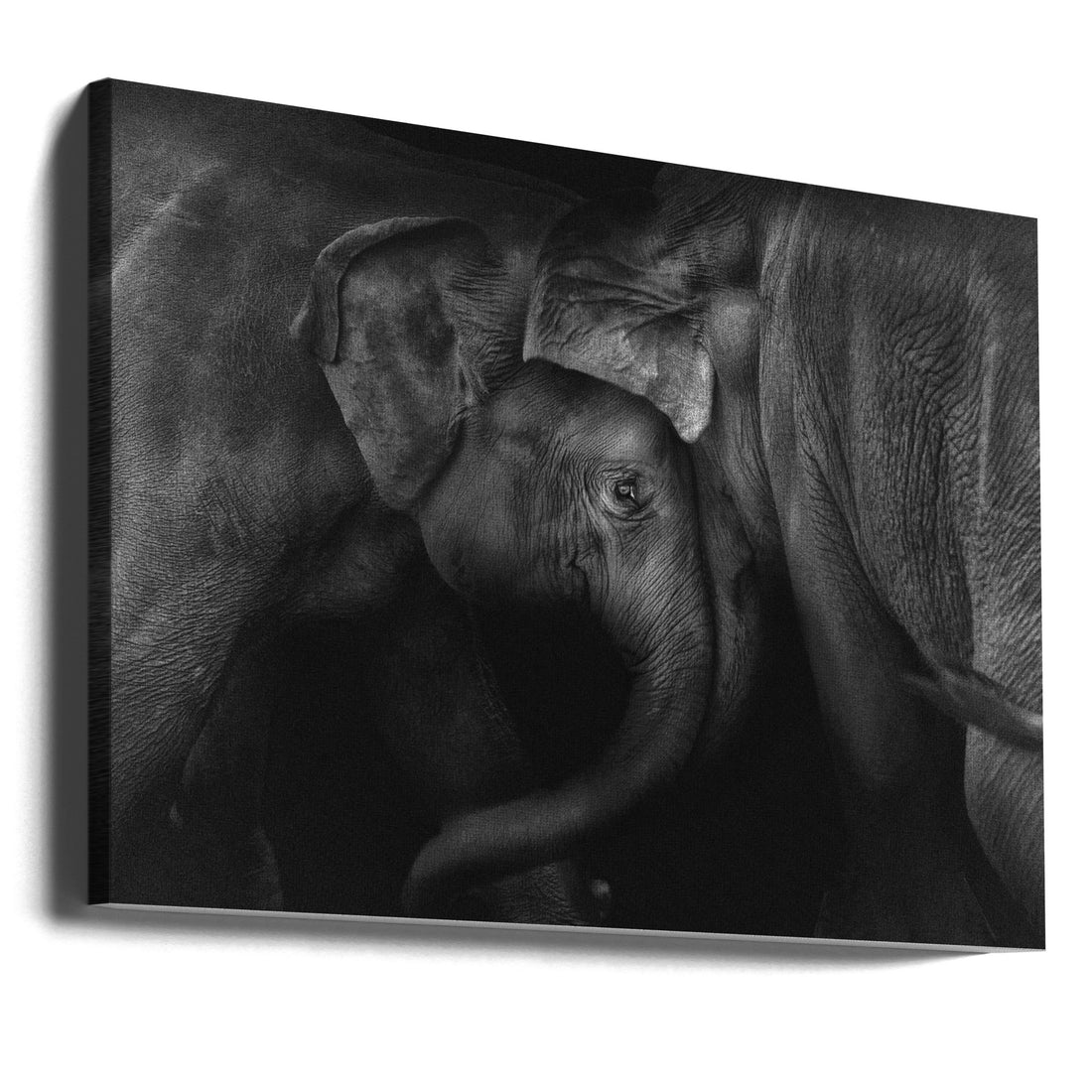 Elephant Portrait by Claudio Ceriali | Black And White Animal, Large Canvas Wall Art Print | Artsy Earth