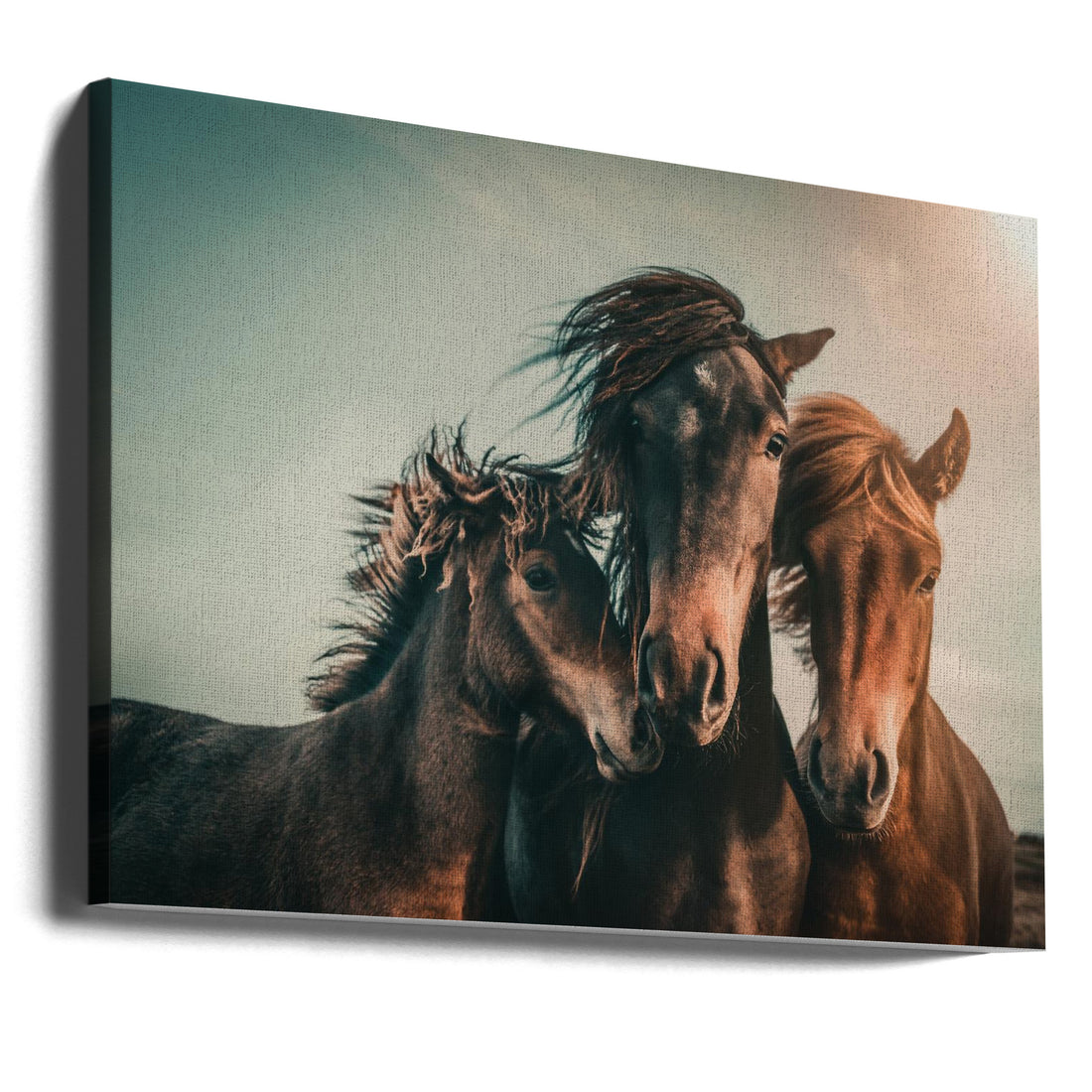 Family Portrait by Marcus Hennen | Coastal Horse Sunset, Large Canvas Wall Art Print | Artsy Earth