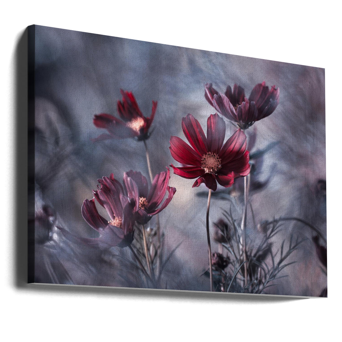 Cosmos Flower Macro by Fabien Bravin | Floral Garden Bloom, Large Canvas Wall Art Print | Artsy Earth