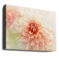 Glowing Dahlia by Jacky Parker | Pastel Floral Macro, Large Canvas Wall Art Print | Artsy Earth