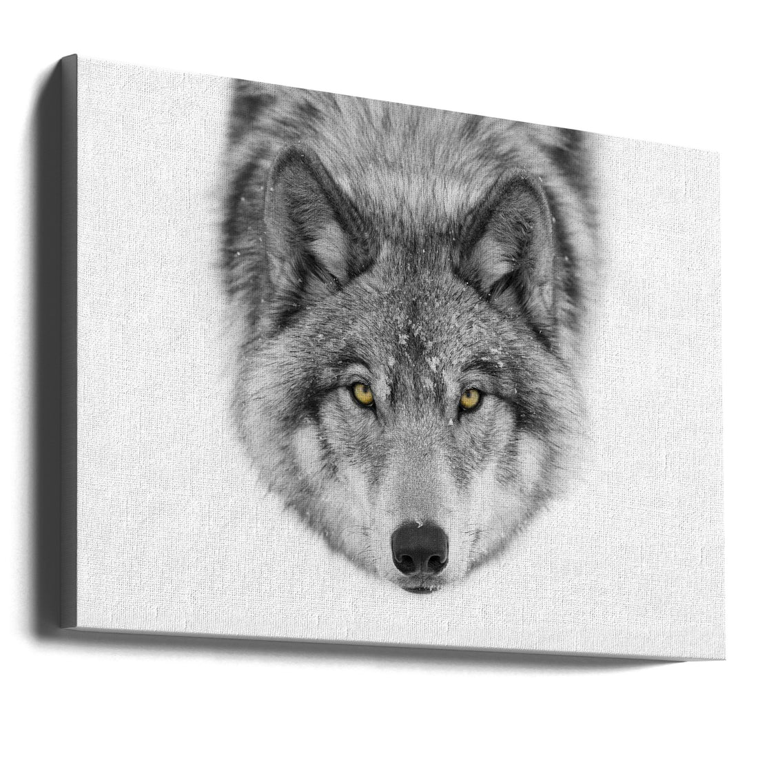 Yellow-Eyed Wolf by Jim Cumming | Wildlife Winter Portrait, Large Canvas Wall Art Print | Artsy Earth