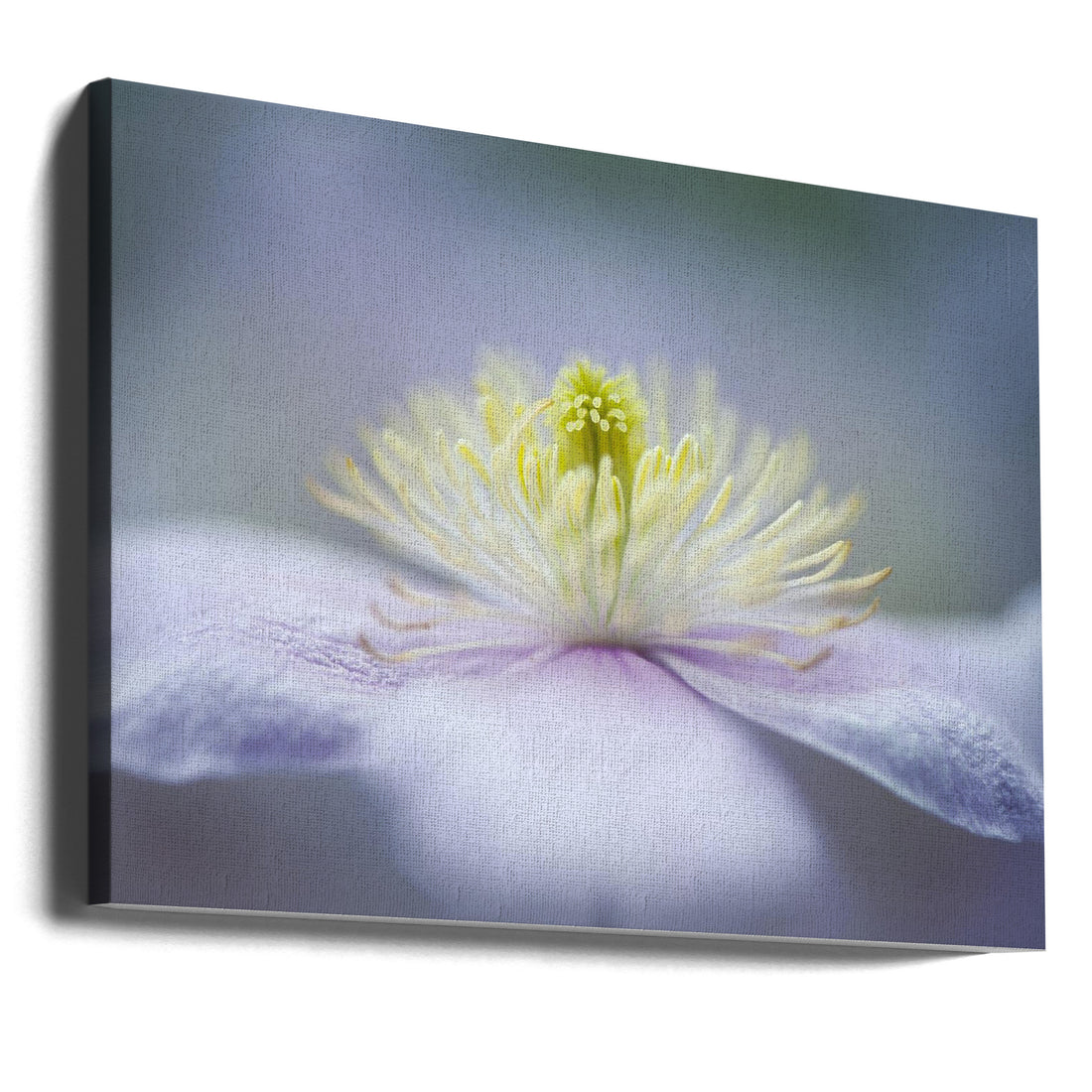 Pink Clematis Mayleen by Jacky Parker | Spring Garden Flowers, Large Canvas Wall Art Print | Artsy Earth