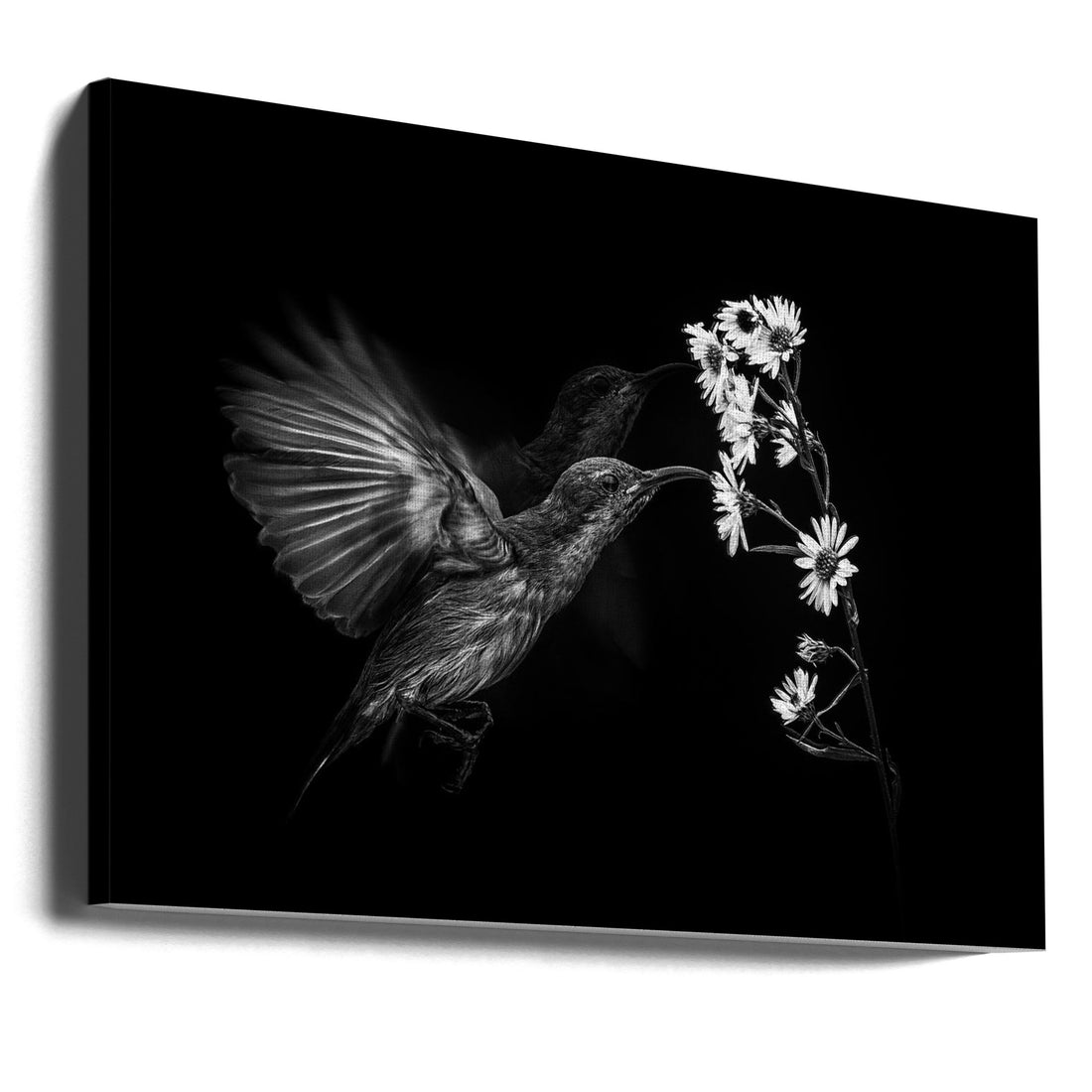 Dark Motion Birds by Andi Halil | Black And White Hummingbird, Large Canvas Wall Art Print | Artsy Earth