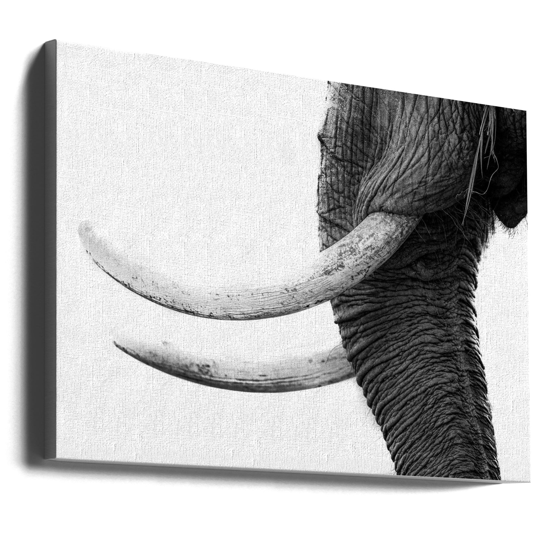 White Gold by Jaco Marx | African Wildlife Safari, Large Canvas Wall Art Print | Artsy Earth