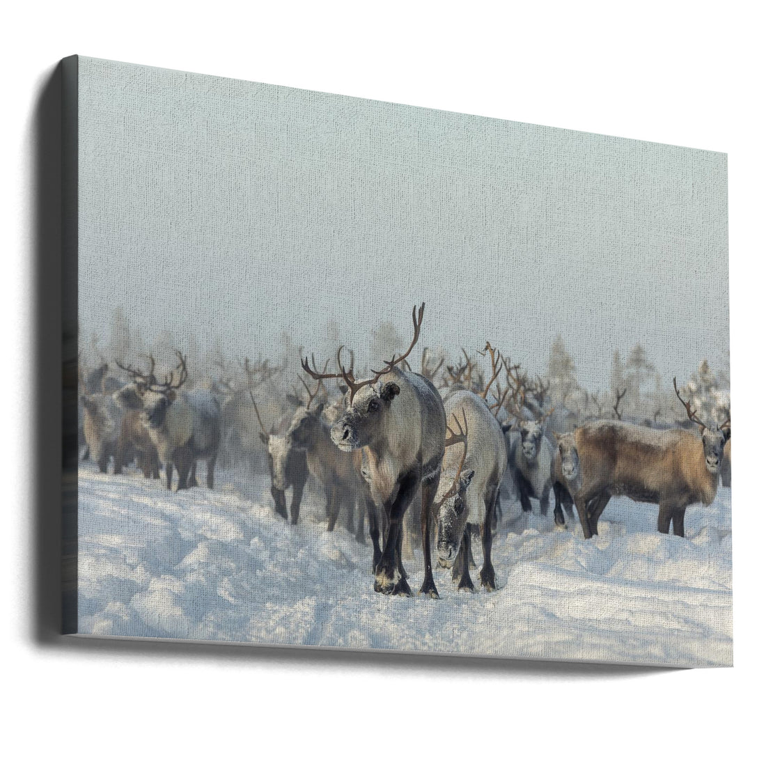 Reindeers by Patrik Minar | Winter Animals Herd, Large Canvas Wall Art Print | Artsy Earth