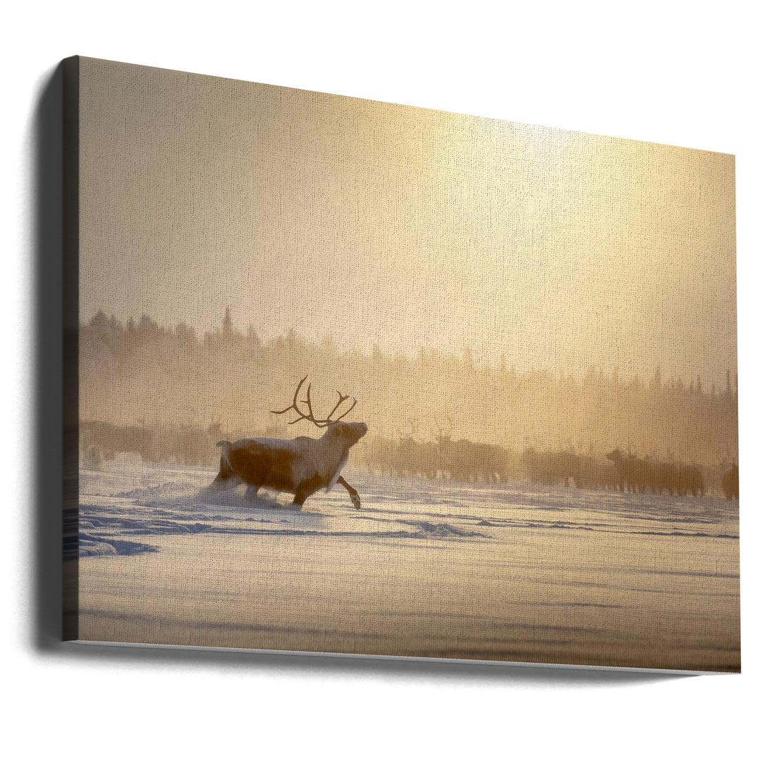 Golden Reindeer by Patrik Minar | Christmas Reindeer, Large Canvas Wall Art Print | Artsy Earth