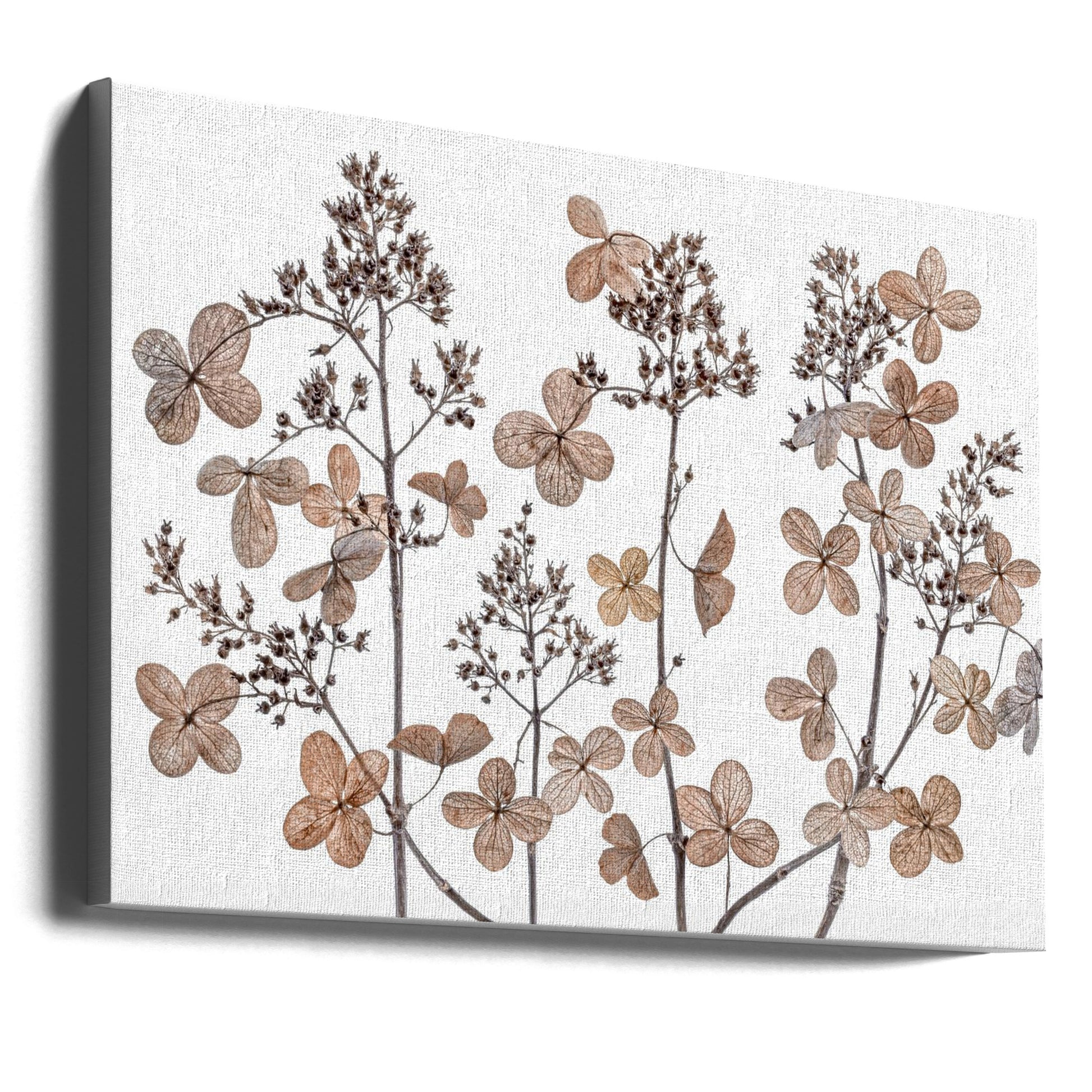 Hydrangea paniculata by Mandy Disher | Dried Winter Flora, Large Canvas Wall Art Print | Artsy Earth