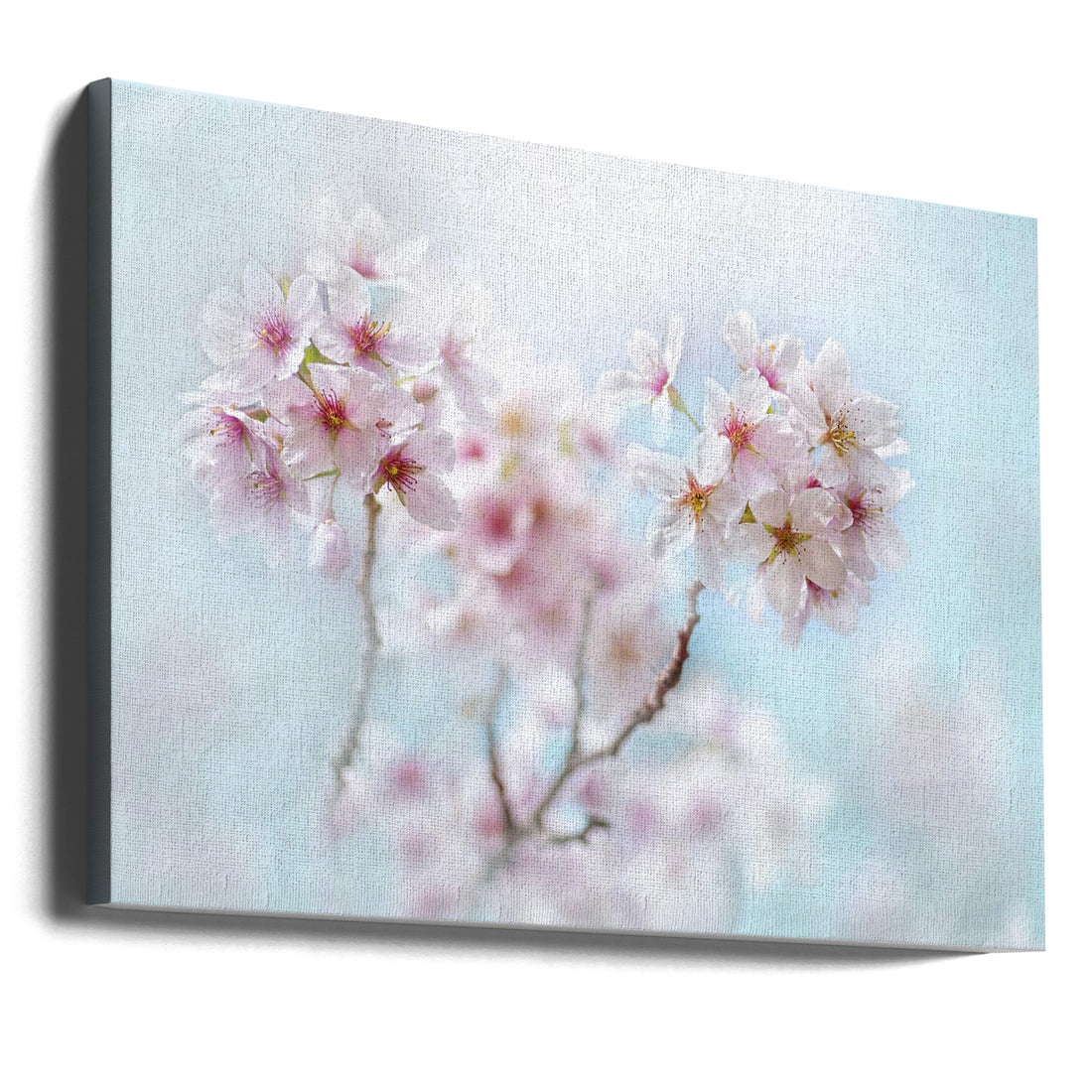 Cherry Blossom Spring by Jacky Parker | Pink Floral Bloom, Large Canvas Wall Art Print | Artsy Earth