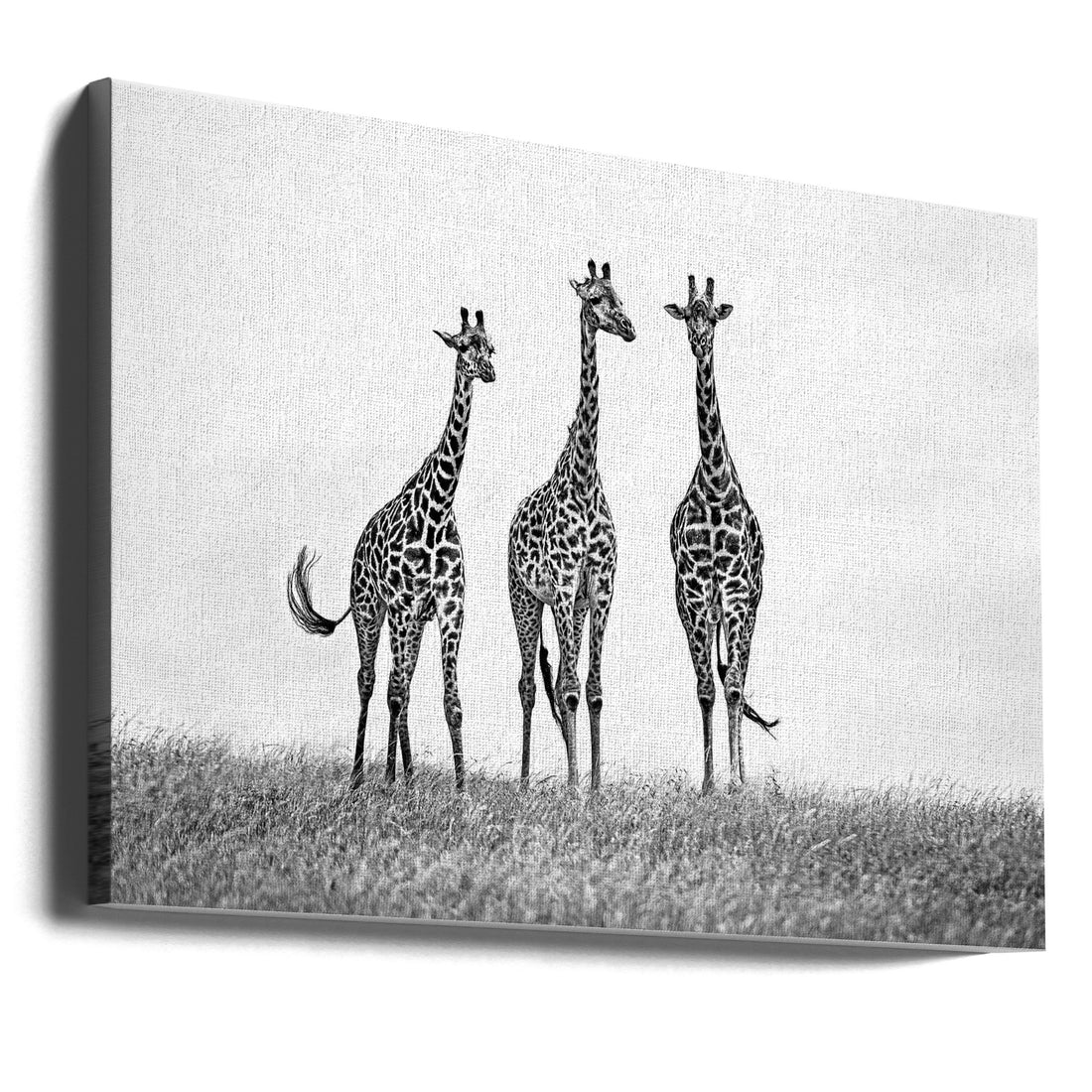 Giraffes in the Mara plains by Xavier Ortega | African Wildlife Safari, Large Canvas Wall Art Print | Artsy Earth