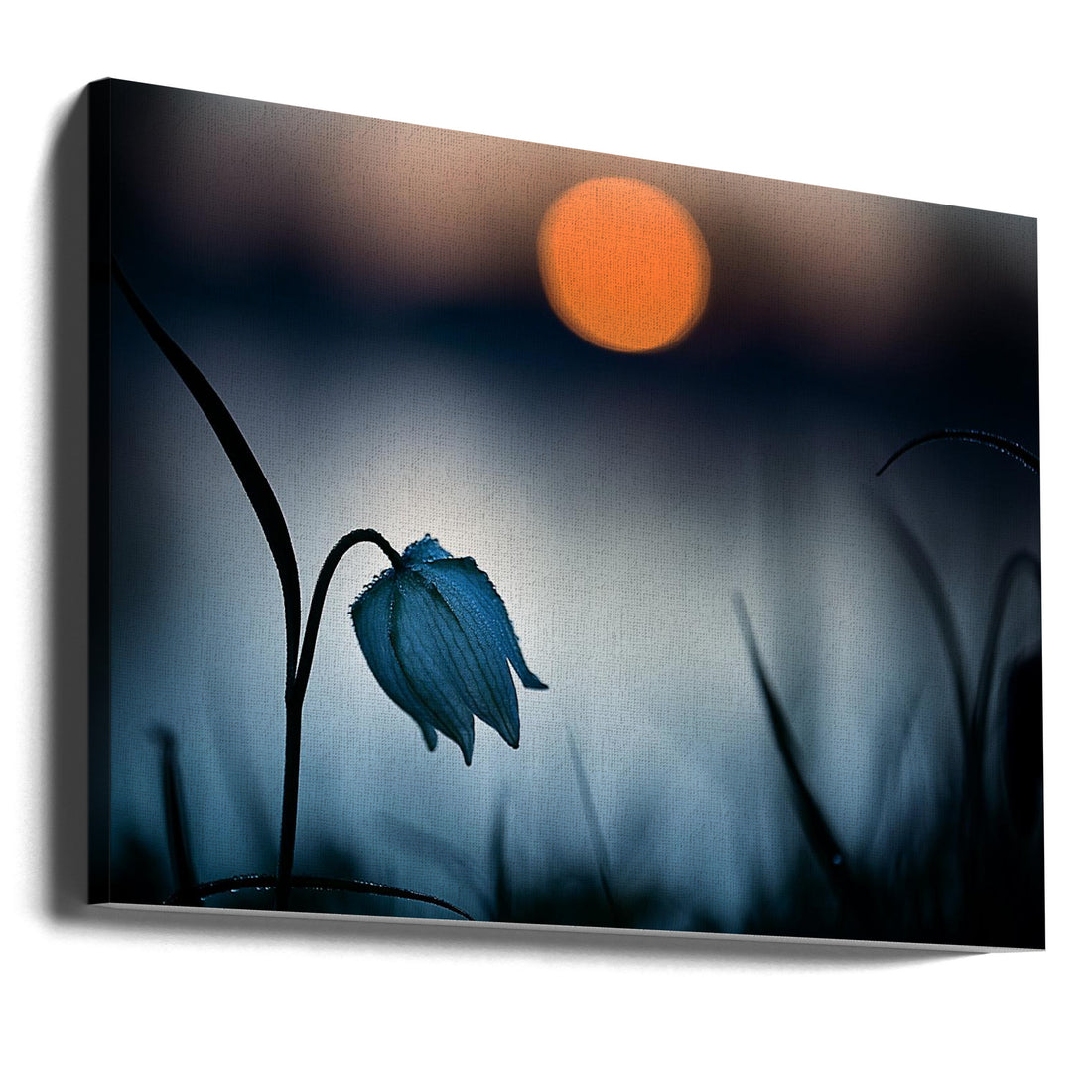 Rising Sun Morning by Wil Mijer | Morning Dew Flowers, Large Canvas Wall Art Print | Artsy Earth