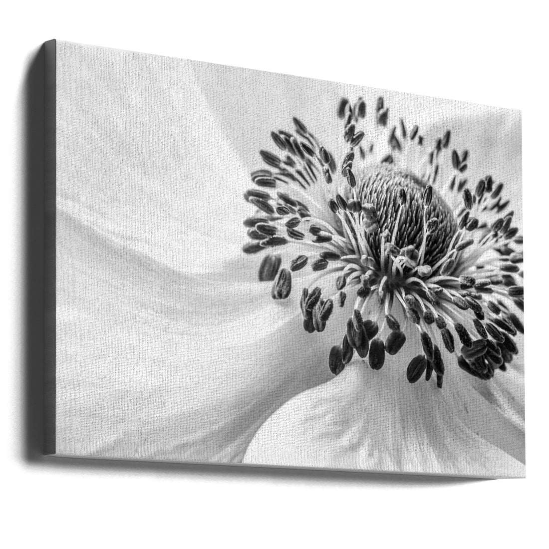 Spring Anemone by Mandy Disher | Monochrome Floral Macro, Large Canvas Wall Art Print | Artsy Earth