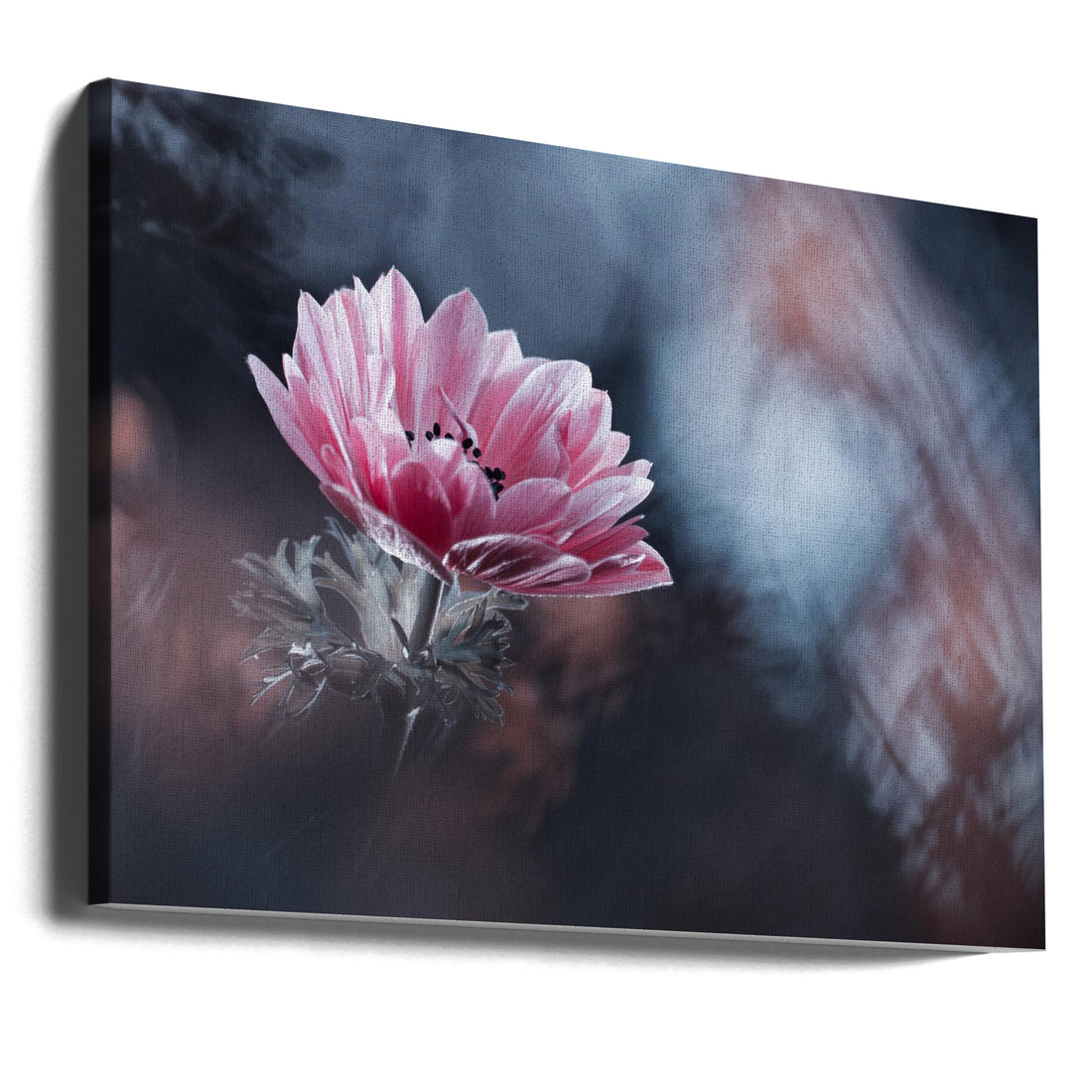 Pink Anemone Bloom by Fabien Bravin | Macro Floral Botanical, Large Canvas Wall Art Print | Artsy Earth