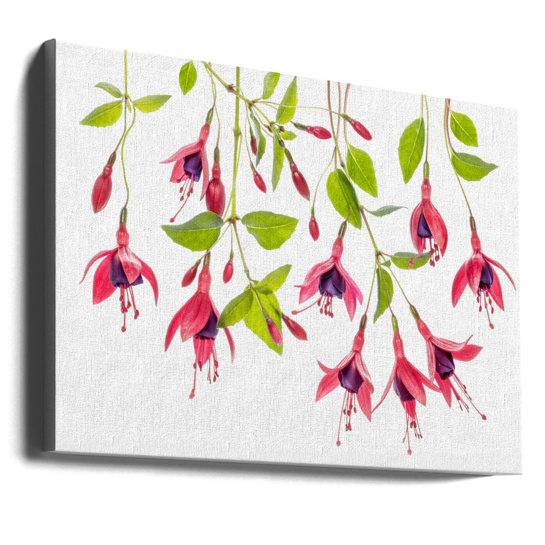 Fuchsia Bloom by Mandy Disher | Botanical Floral Macro, Large Canvas Wall Art Print | Artsy Earth