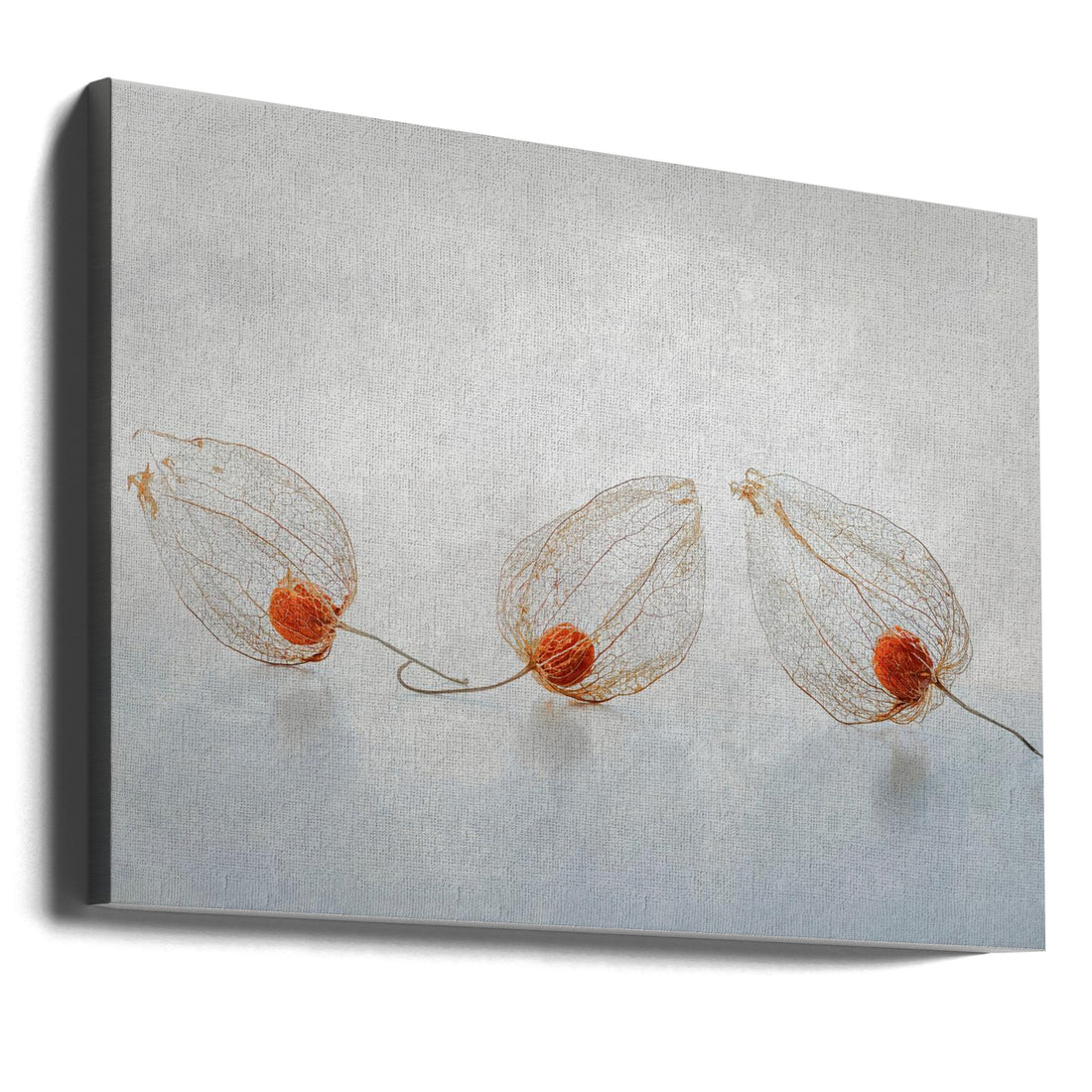 Chinese Lantern Plant by Ytje Veenstra | Autumn Botanical Fruit, Large Canvas Wall Art Print | Artsy Earth