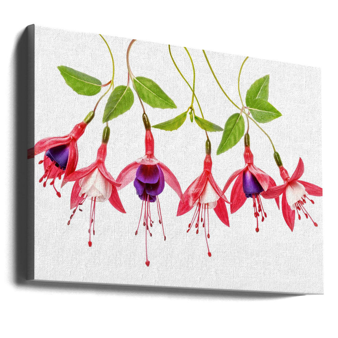 Fuchsia Bloom by Mandy Disher | Floral Botanical Macro, Large Canvas Wall Art Print | Artsy Earth