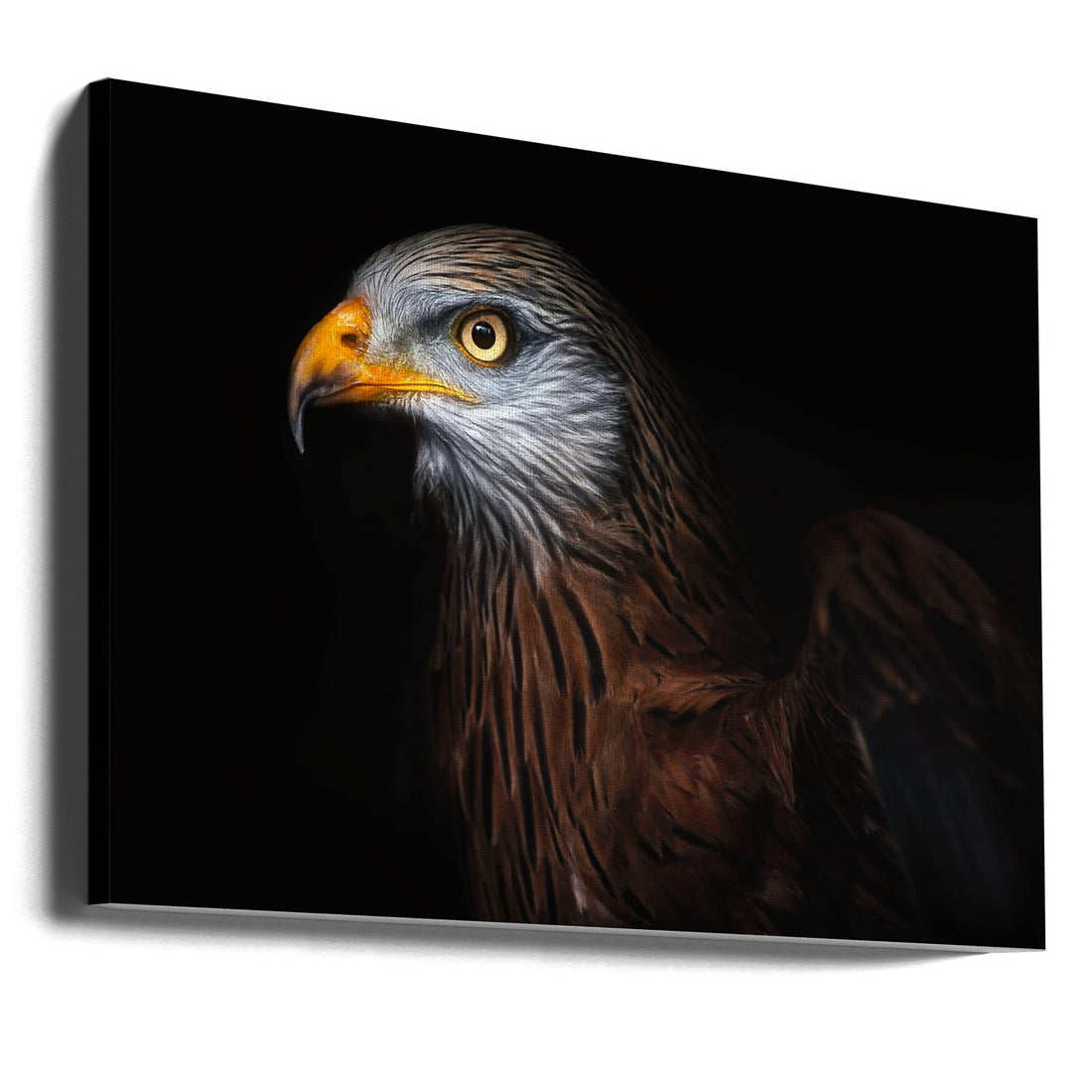 Red Kite Portrait by Santiago Pascual Buye | Dark Bird Profile, Large Canvas Wall Art Print | Artsy Earth