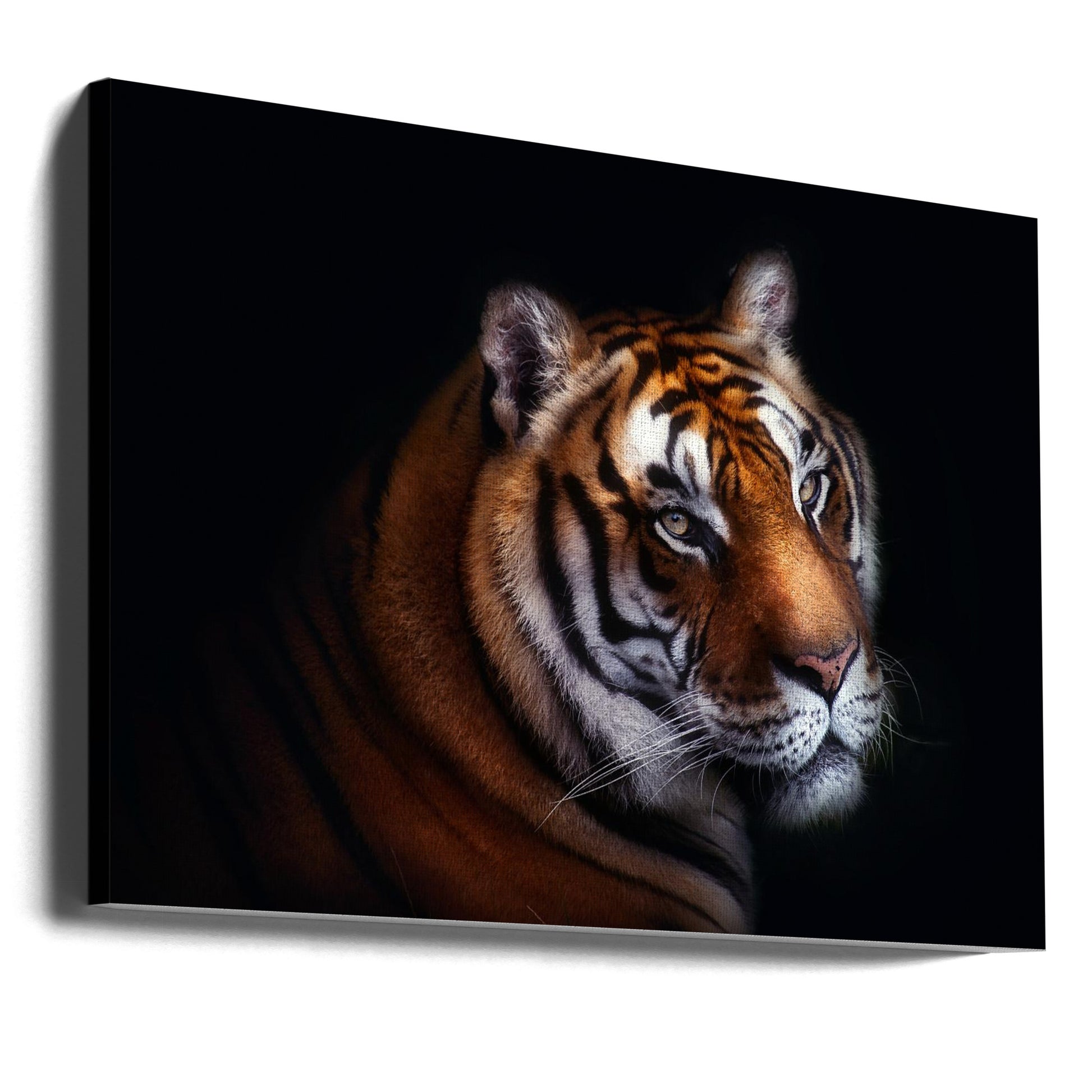 Majestic Tiger Art by Santiago Pascual Buye | Dark Feline Portrait, Large Canvas Wall Art Print | Artsy Earth