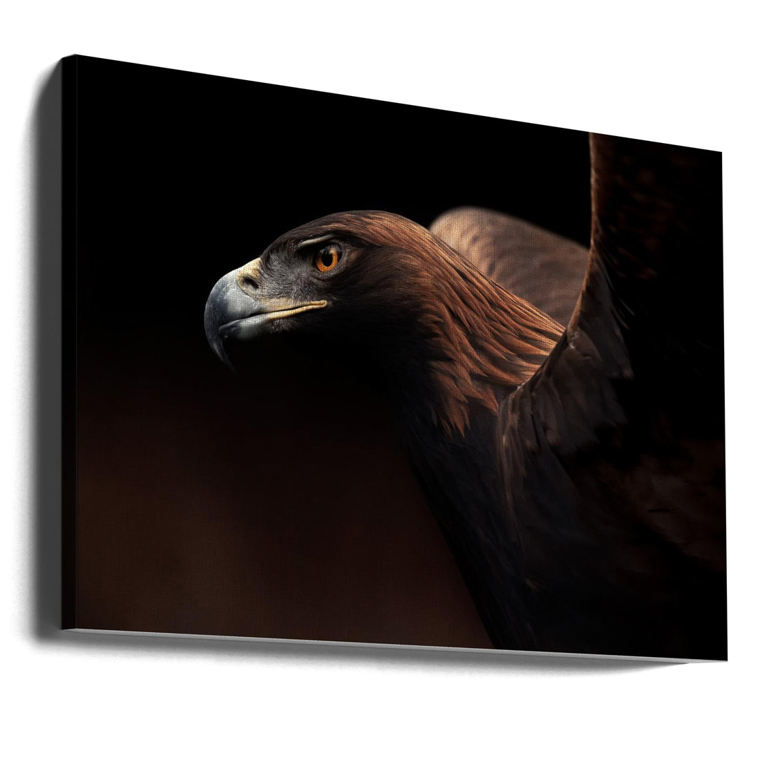 Golden Eagle Portrait by Eiji Itoyama | Majestic Bird Portrait, Large Canvas Wall Art Print | Artsy Earth