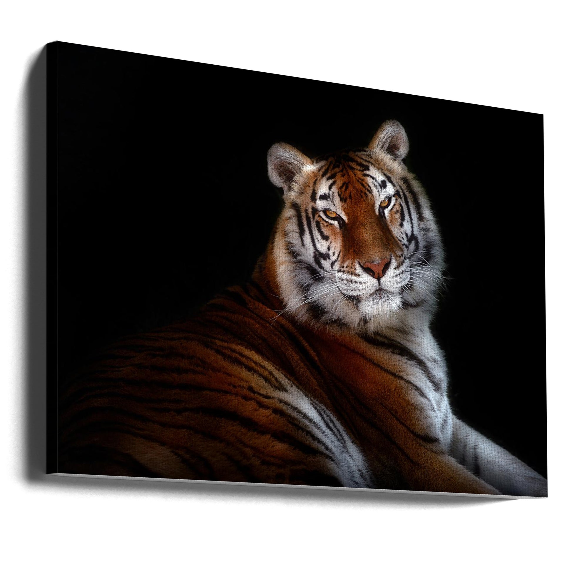 Dark Tiger Serenity by Santiago Pascual Buye | Low Key Feline, Large Canvas Wall Art Print | Artsy Earth