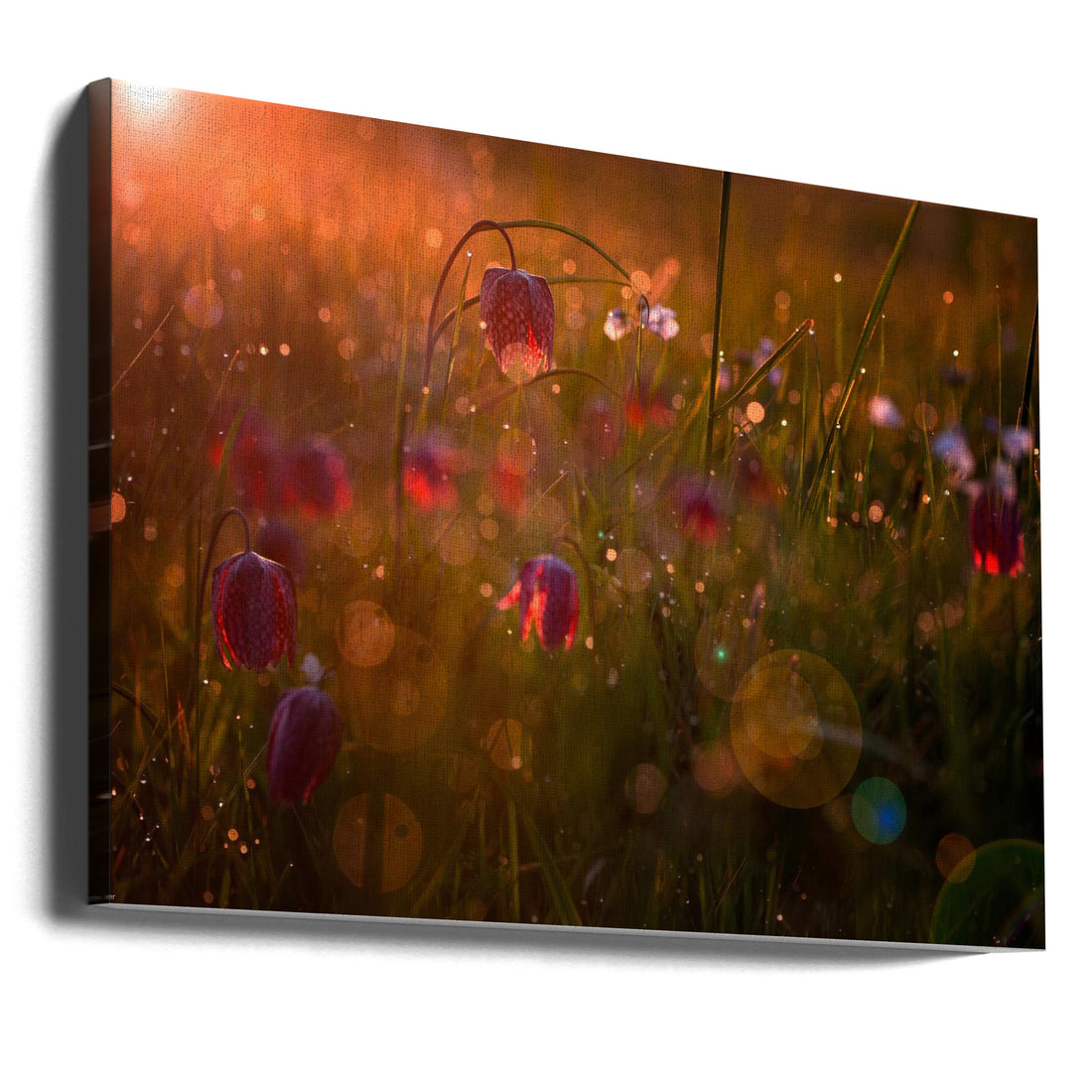 Morning Dew Flora by Wil Mijer | Macro Floral Droplets, Large Canvas Wall Art Print | Artsy Earth