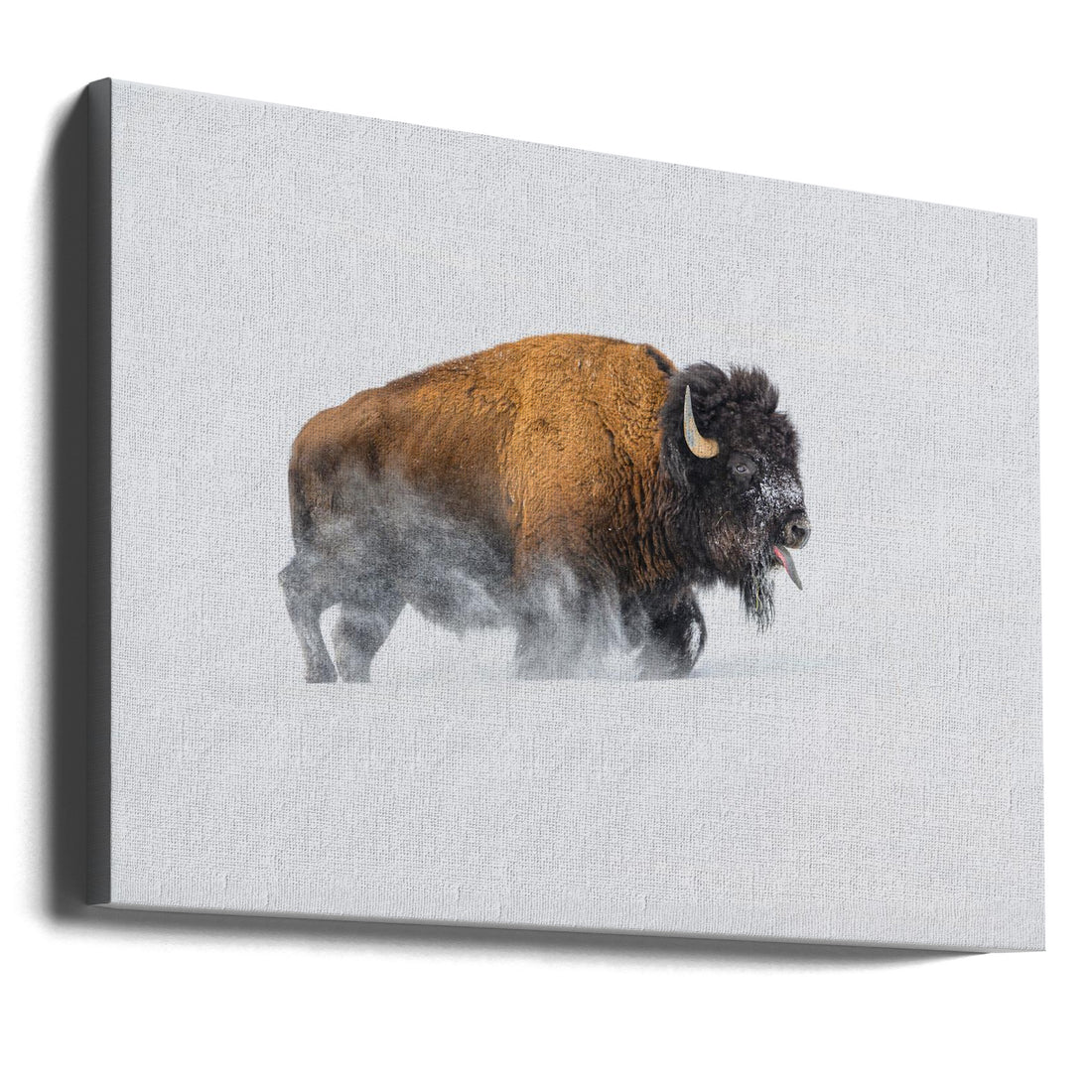 Bison in the Snow by Debbie Hunt | Winter Buffalo Animal, Large Canvas Wall Art Print | Artsy Earth