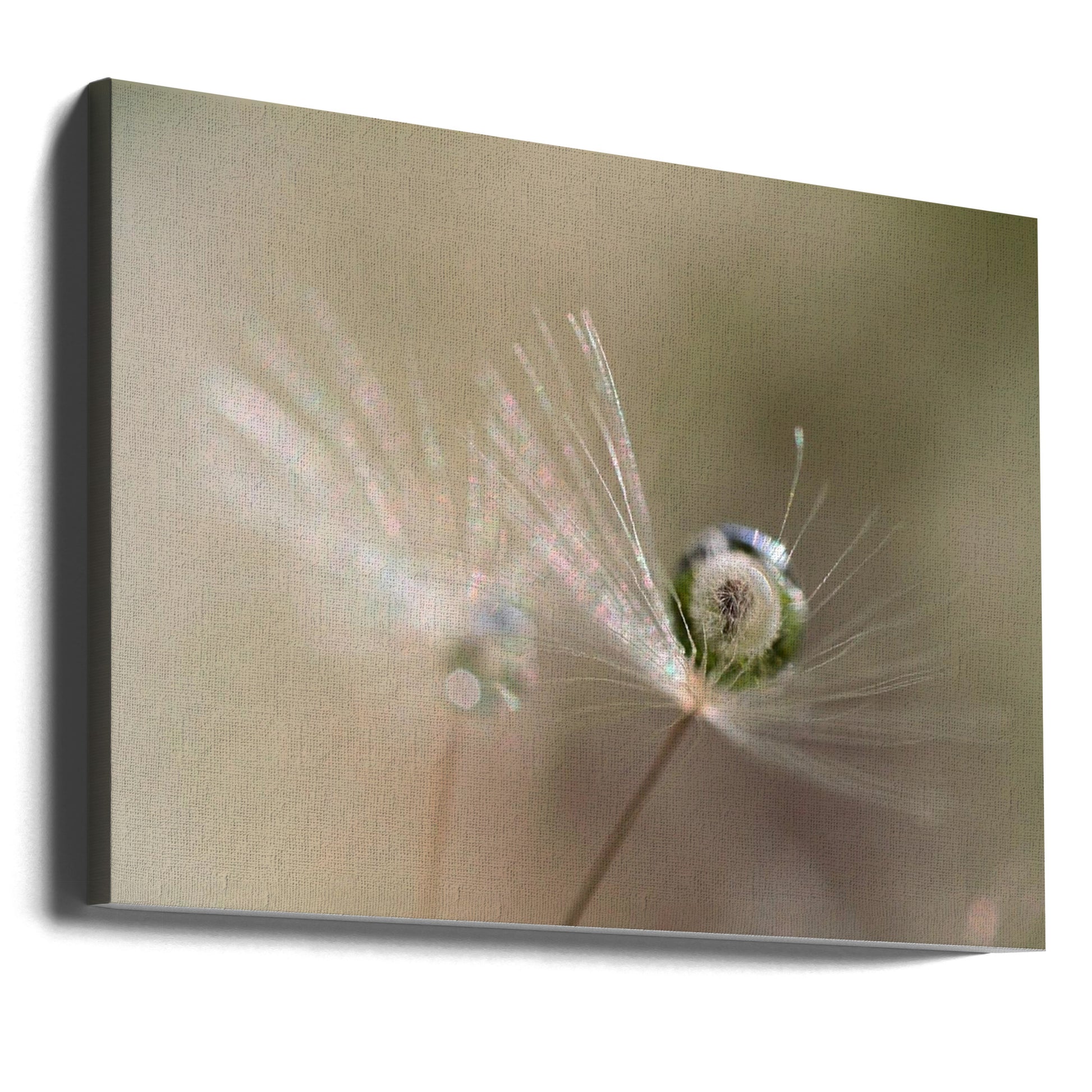 Star of Dandelion by Bertrand Kulik | Macro Floral Droplets, Large Canvas Wall Art Print | Artsy Earth