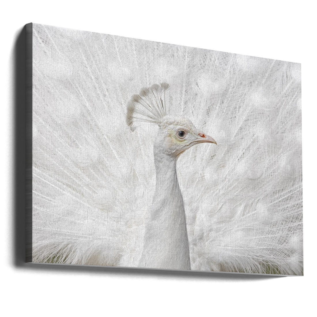 White Peacock by Fegari | Elegant White Feathers, Large Canvas Wall Art Print | Artsy Earth