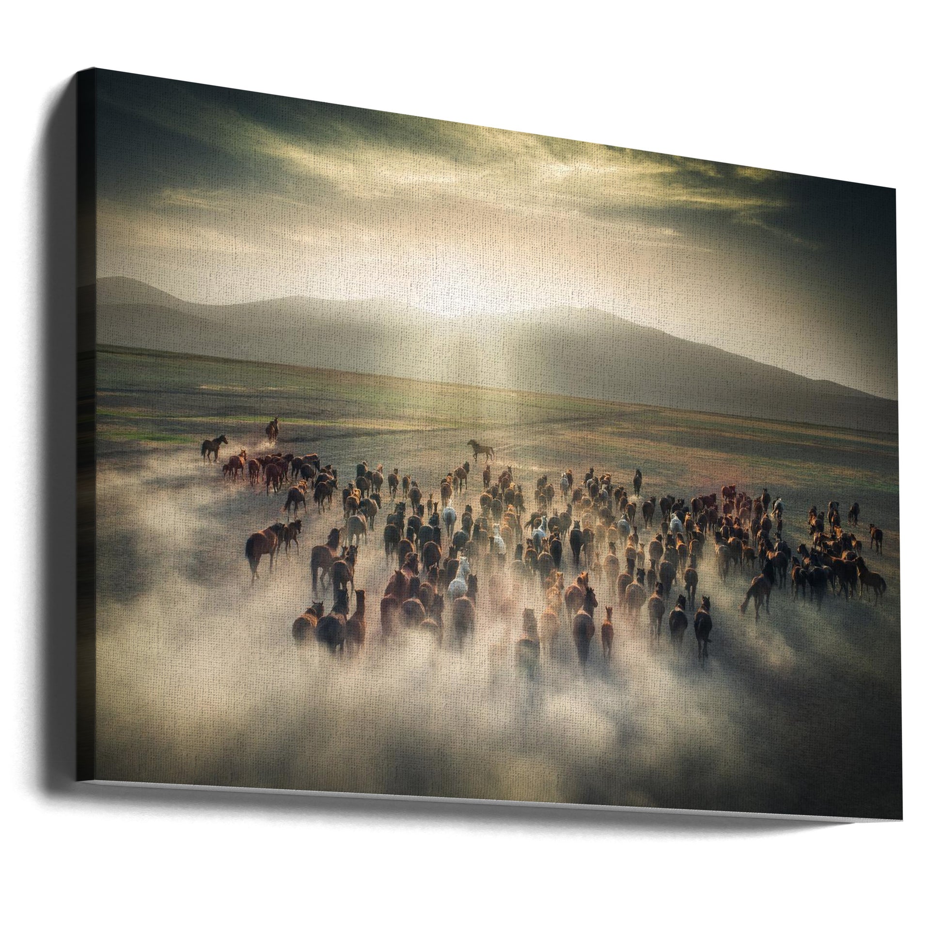 Wild Horses by Cuma Cevik | Sunlit Horse Herd, Large Canvas Wall Art Print | Artsy Earth