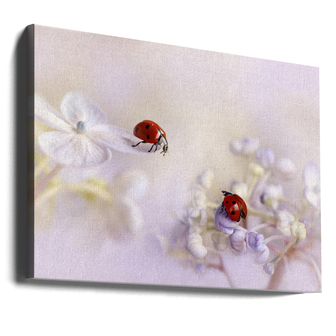 Small Friends by Ellen Van Deelen | Ladybug Couple Flowers, Large Canvas Wall Art Print | Artsy Earth