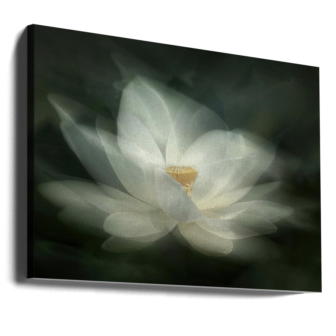 Swaying Lotus by Qing Zhao | Peaceful Floral Motion, Large Canvas Wall Art Print | Artsy Earth