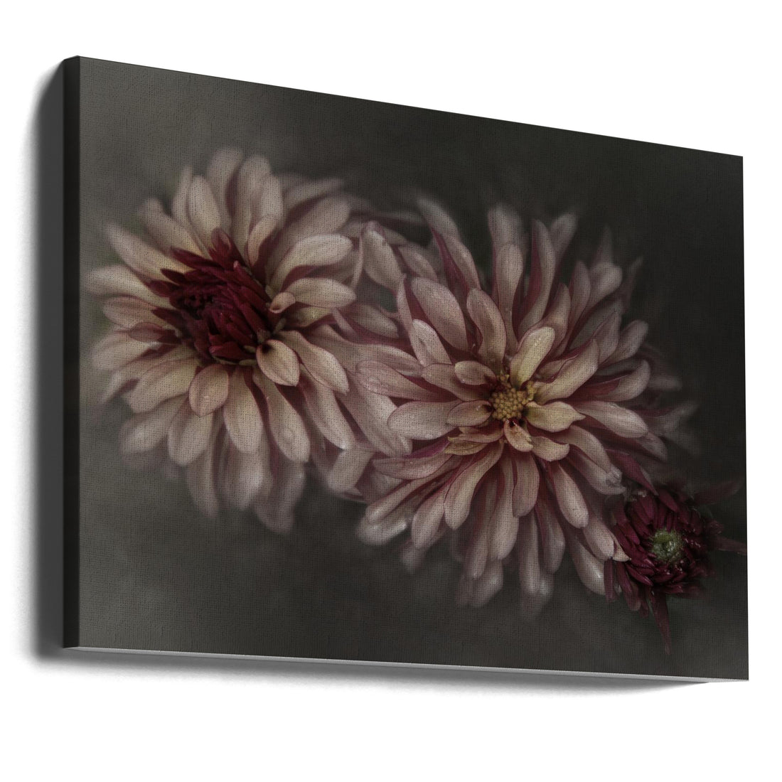 Dahlia family by Gilbert Claes | Floral Botanical Panorama, Large Canvas Wall Art Print | Artsy Earth