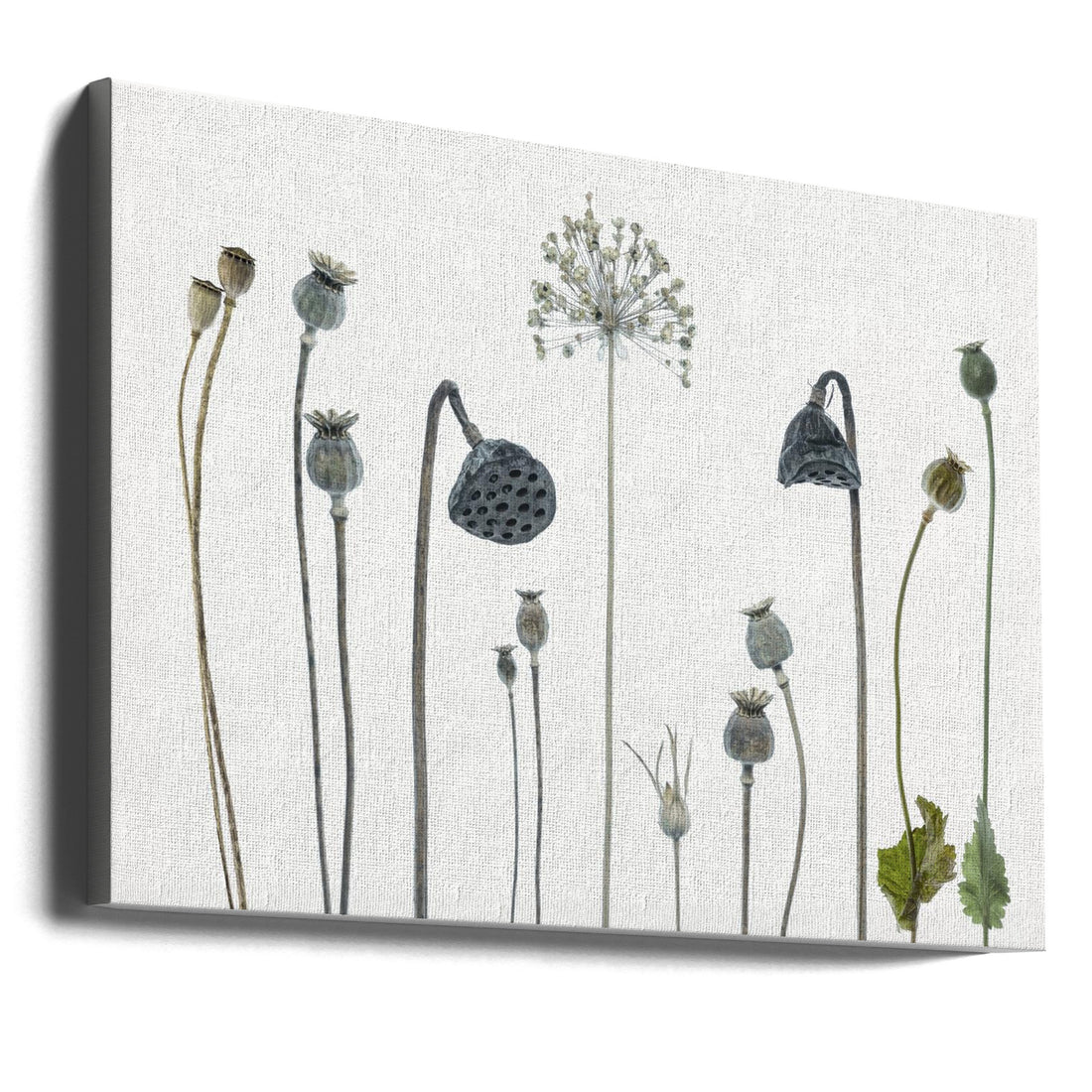 Seed Heads by Lotte Grønkjær | Botanical Still Life, Large Canvas Wall Art Print | Artsy Earth