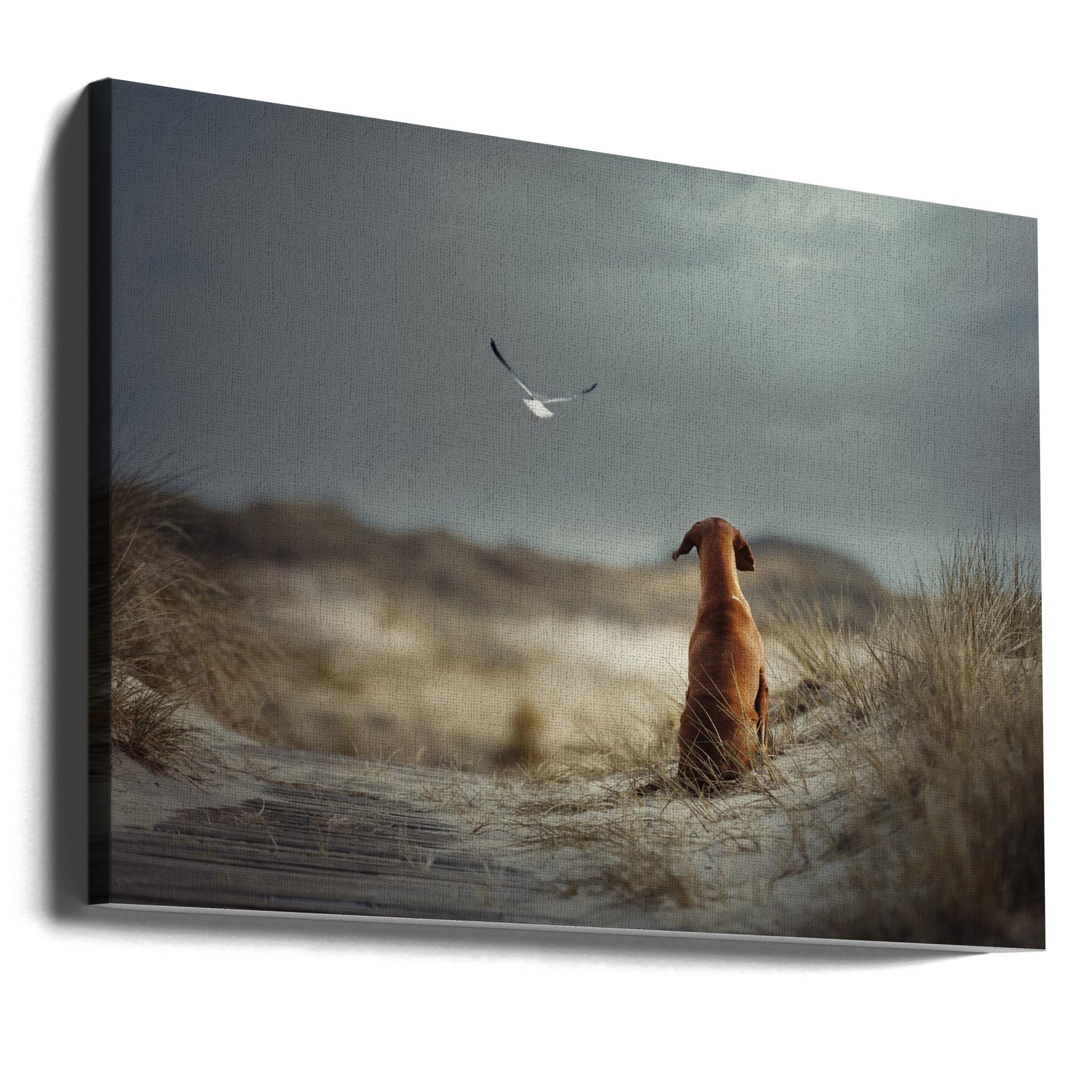 Coastal Freedom by Heike Willers | Beach Dog Solitude, Large Canvas Wall Art Print | Artsy Earth