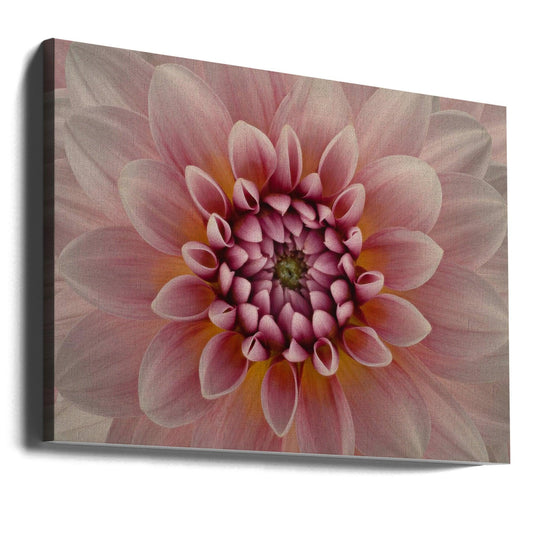 Pink Dahlia Bloom by Richard Urbanski | Pastel Floral Macro, Large Canvas Wall Art Print | Artsy Earth