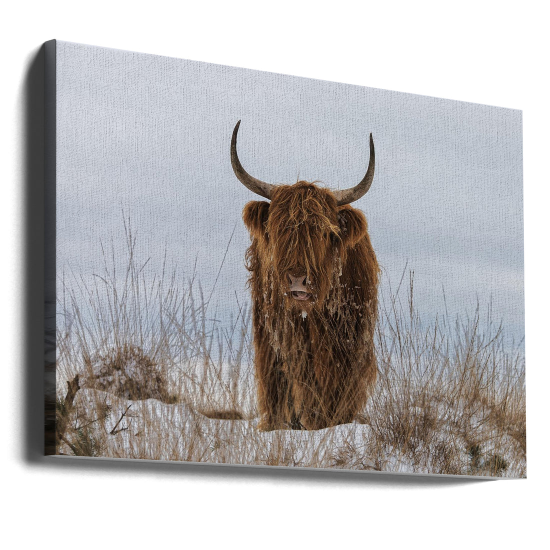 Highlander in Snow by Jaap Van Den Helm | Highland Cattle Winter, Large Canvas Wall Art Print | Artsy Earth