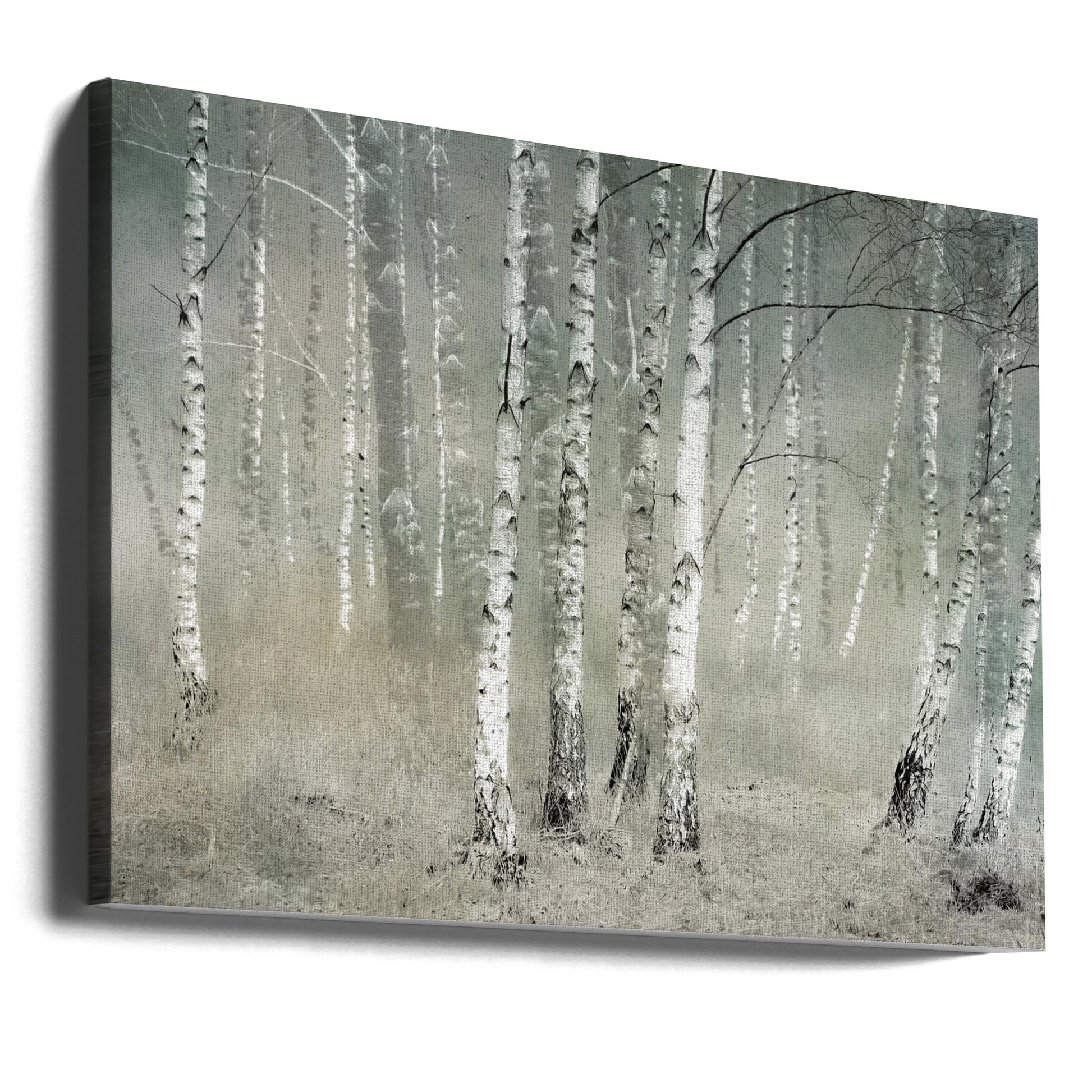 Morning Silence by Nel Talen | Pastel Birch Forest, Large Canvas Wall Art Print | Artsy Earth