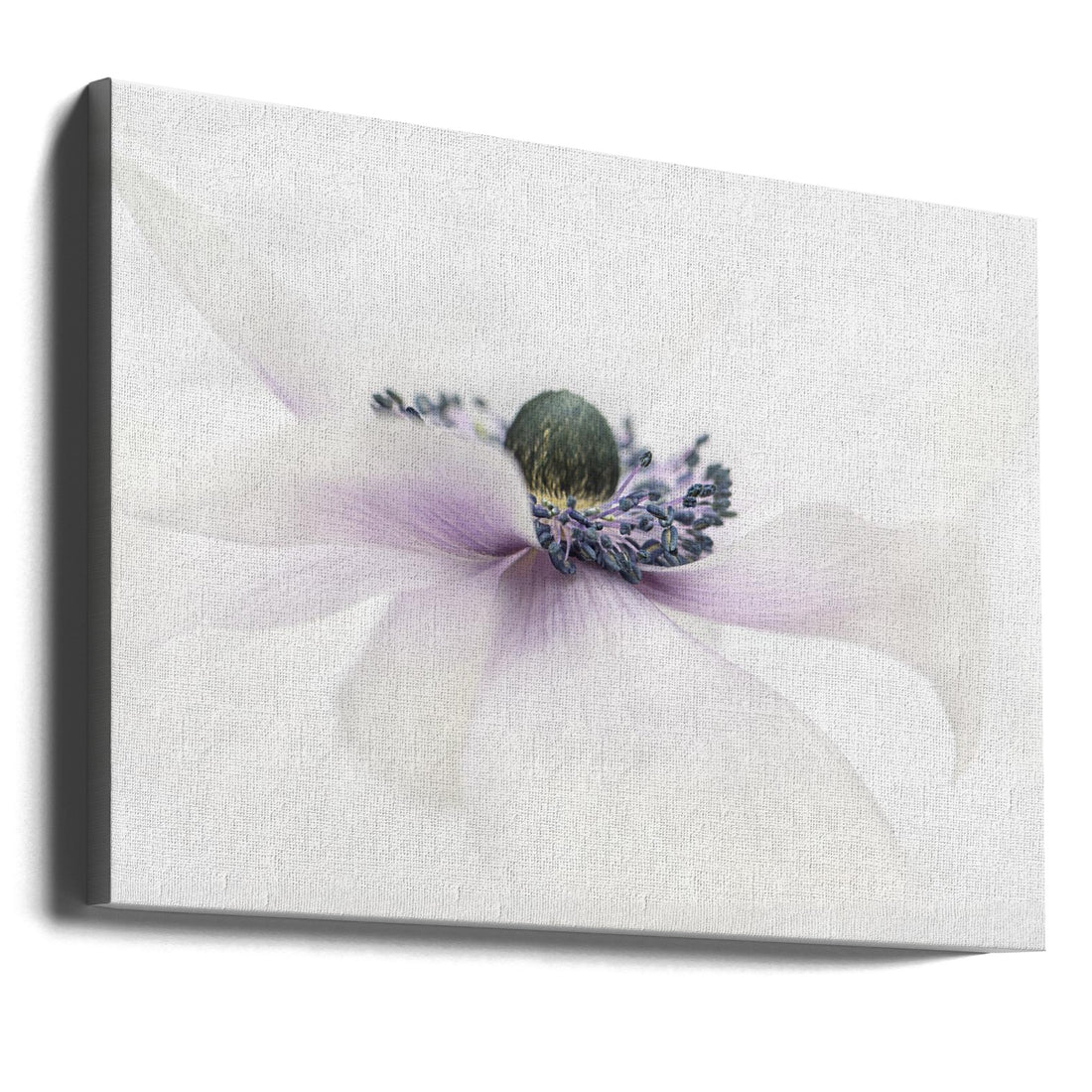 Peaceful Anemone by Jacky Parker | Floral Botanical Art, Large Canvas Wall Art Print | Artsy Earth