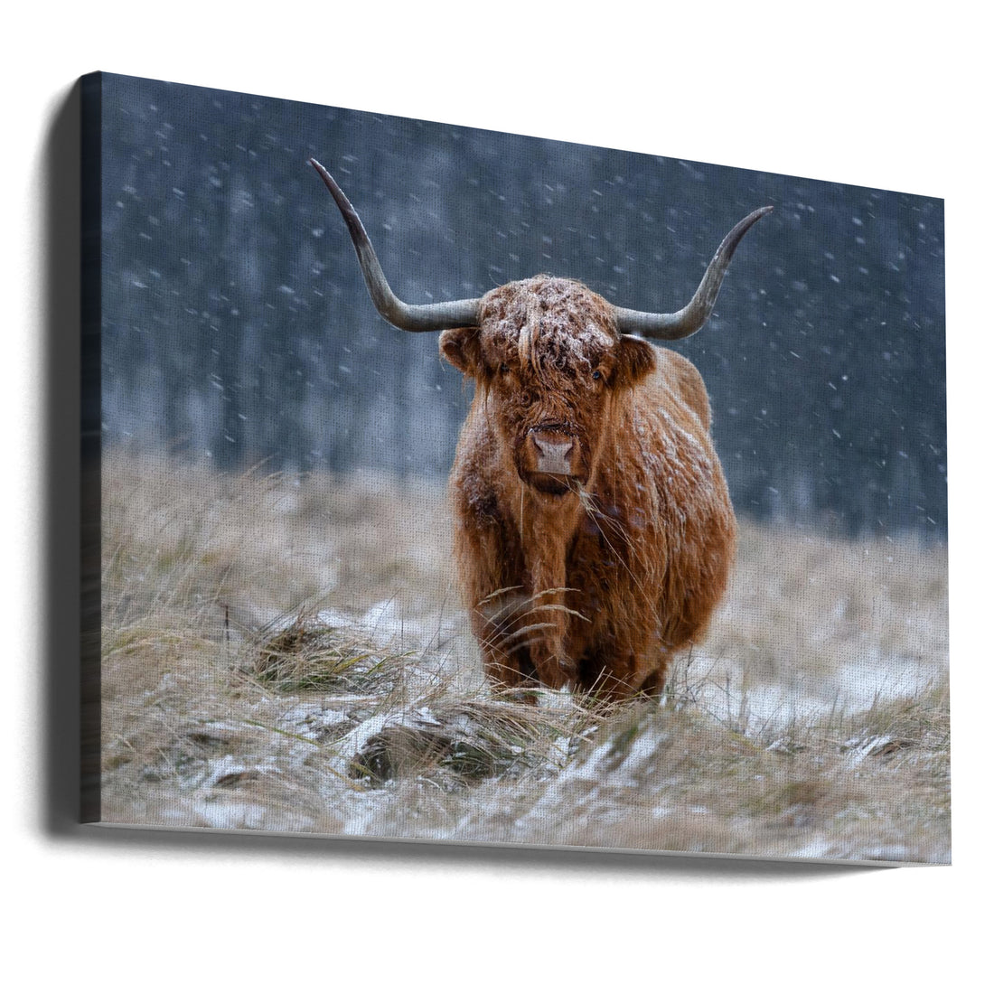 Snowy Highland Cow by Richard Guijt | Winter Farm Animal, Large Canvas Wall Art Print | Artsy Earth