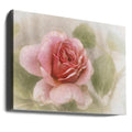 Smooth Rose by Gilbert Claes | Delicate Floral Macro, Large Canvas Wall Art Print | Artsy Earth