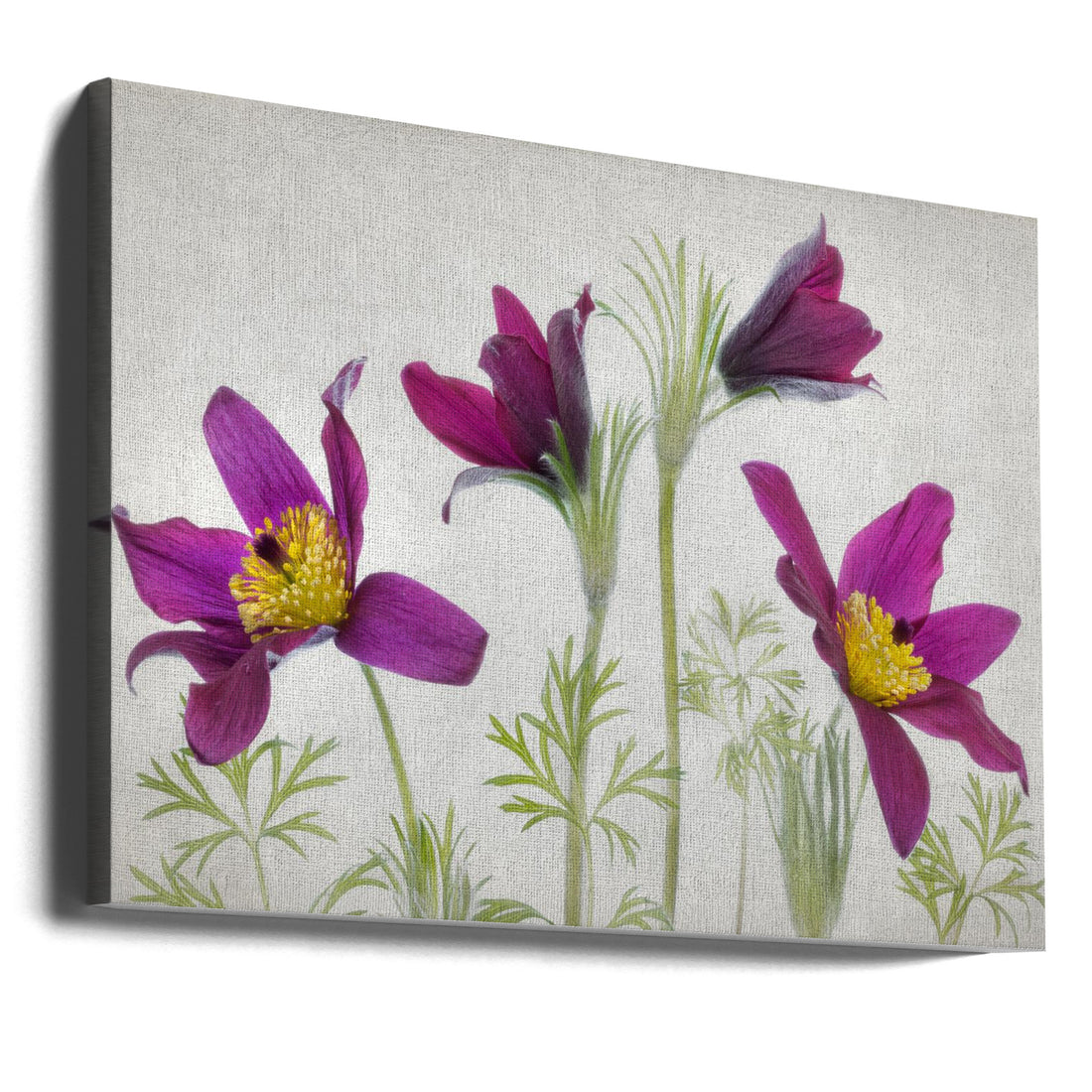 Purple Pasque Flower by Mandy Disher | Spring Alpine Bloom, Large Canvas Wall Art Print | Artsy Earth