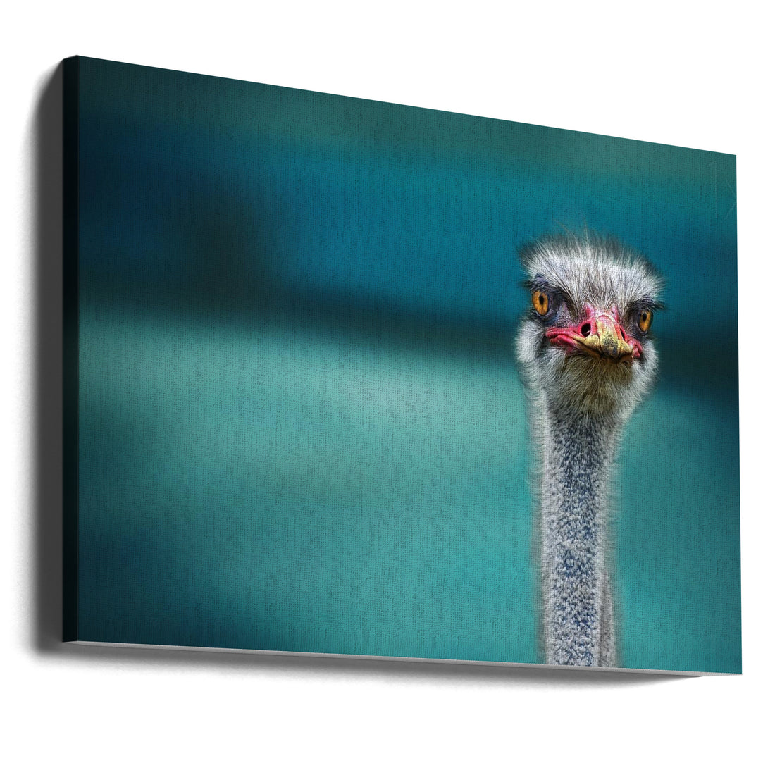 Ostrich Protecting Chicken by Piet Flour | Funny Animal Bird, Large Canvas Wall Art Print | Artsy Earth