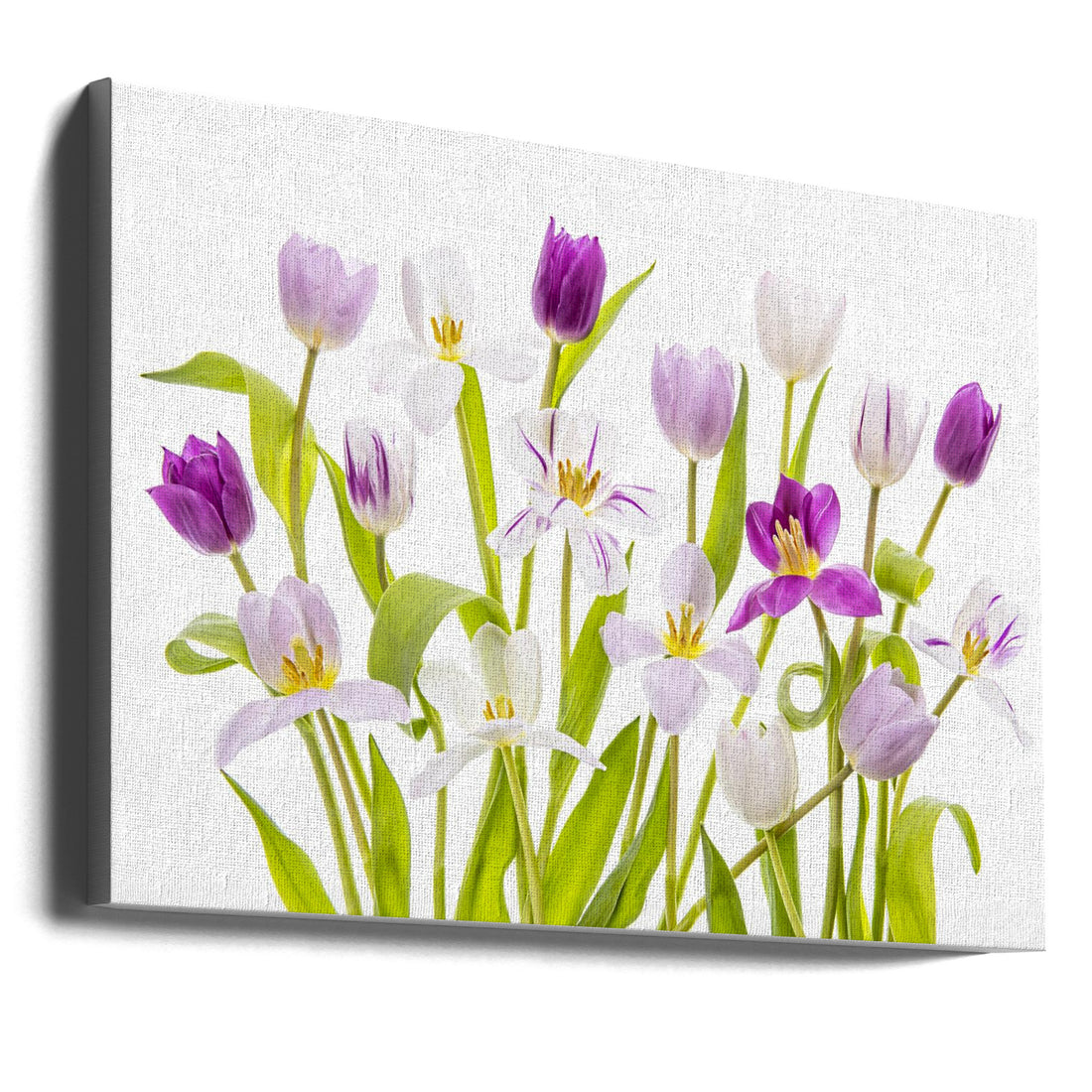 Tulipa Spring by Jacky Parker | Floral Portrait Beauty, Large Canvas Wall Art Print | Artsy Earth