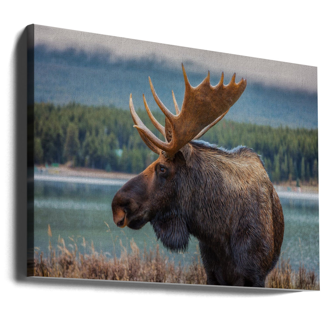 Moose Wildlife by Juan Romero Salamanca | Wild Nature Animal, Large Canvas Wall Art Print | Artsy Earth