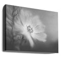 Wild rose in the wind by Lynn Grant | Black White Botanical, Large Canvas Wall Art Print | Artsy Earth