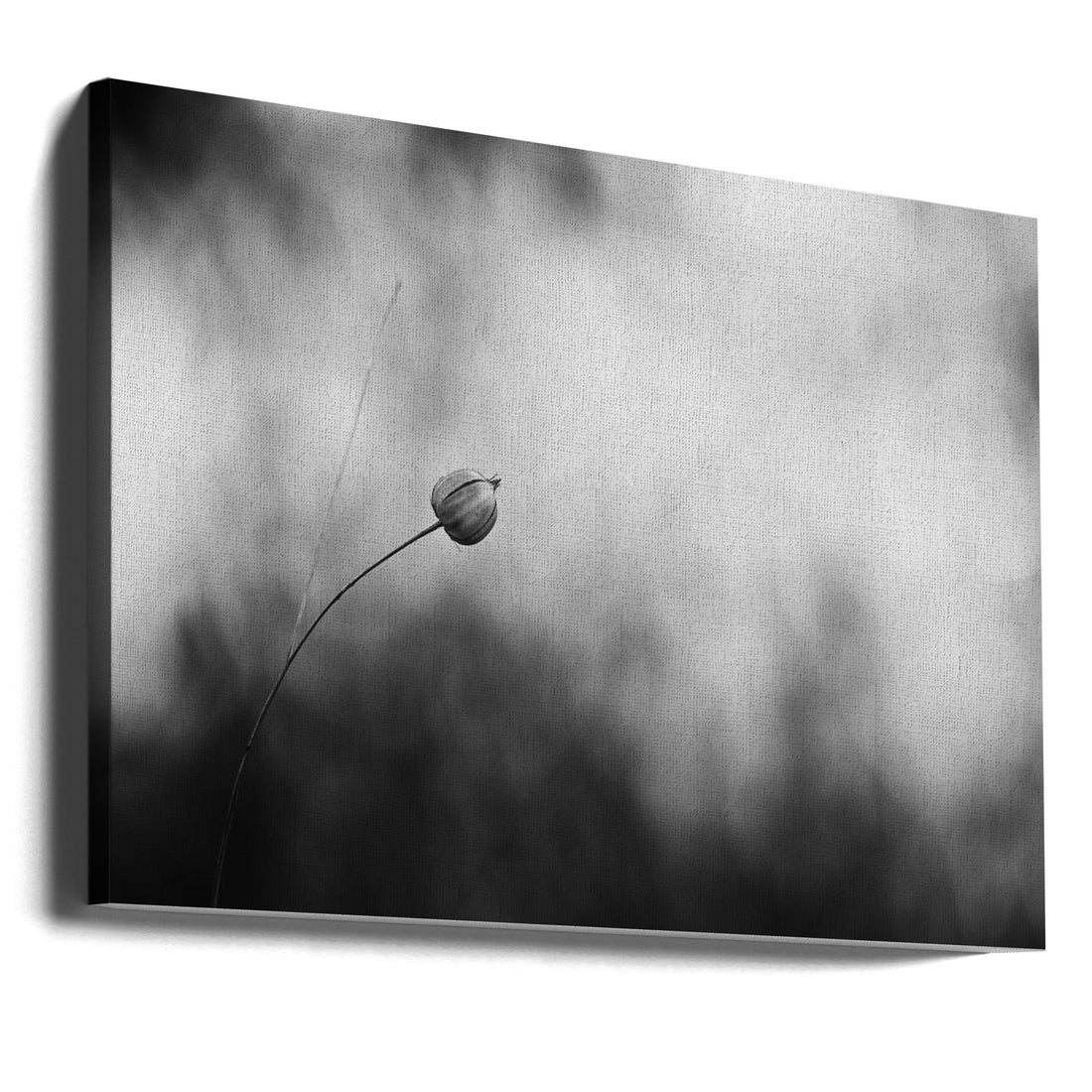 Flax after flowering by Lotte Grønkjær | Minimalist Botanical Macro, Large Canvas Wall Art Print | Artsy Earth