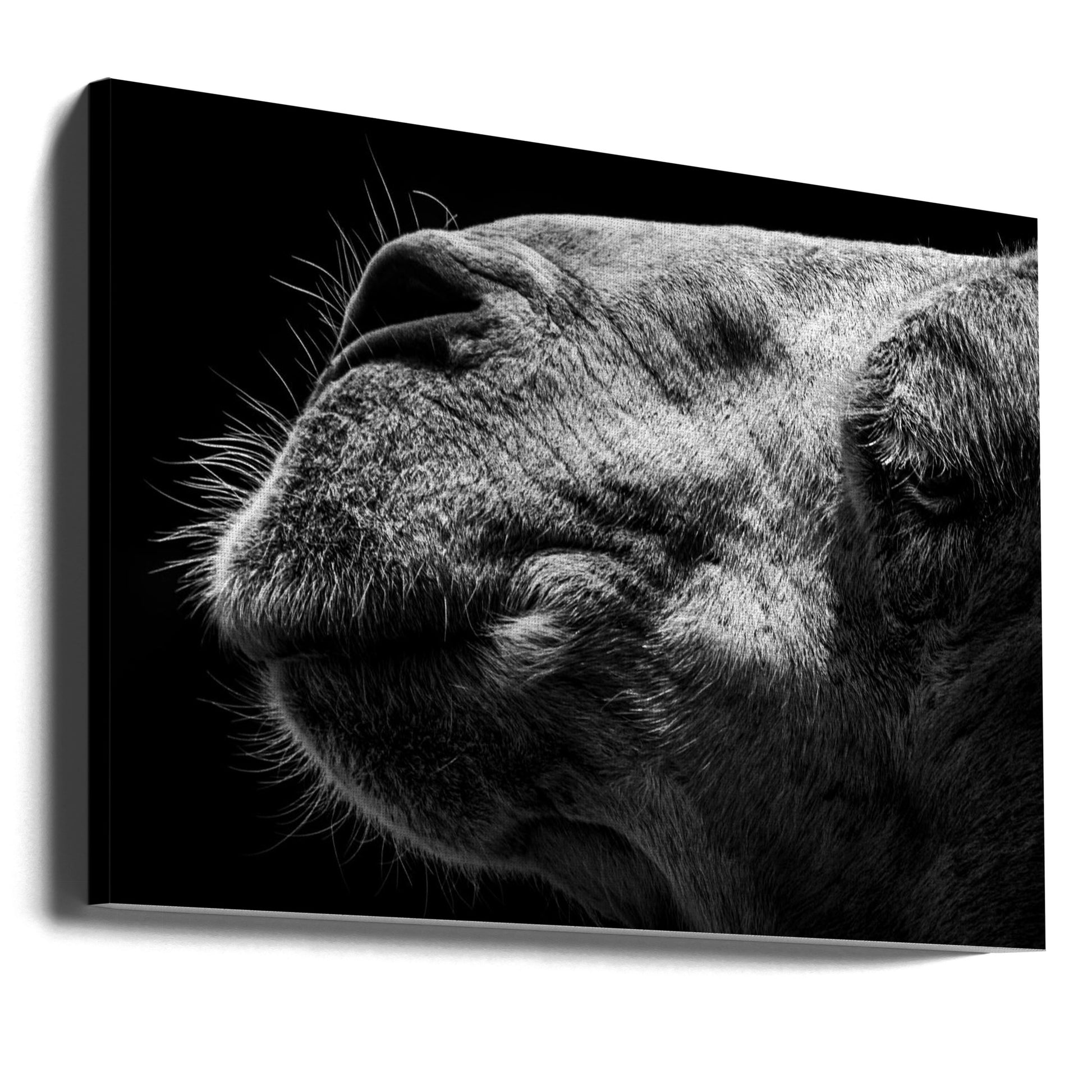 Camel Portrait by Sultan | Black White Animal, Large Canvas Wall Art Print | Artsy Earth