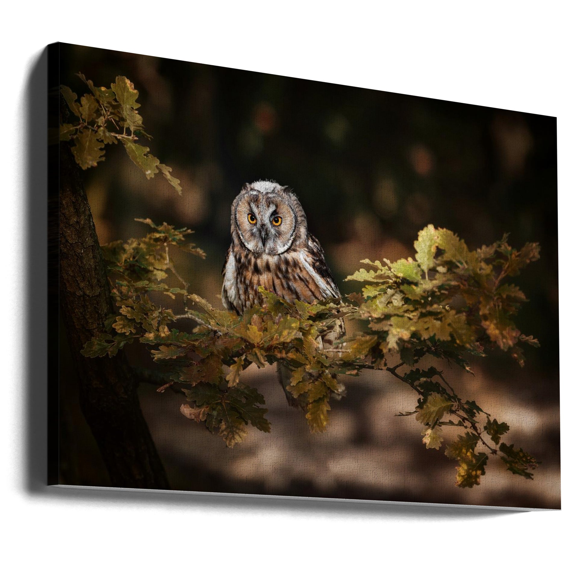 Long Eared Owl by Michaela Firešová | Wild Nature Bird, Large Canvas Wall Art Print | Artsy Earth