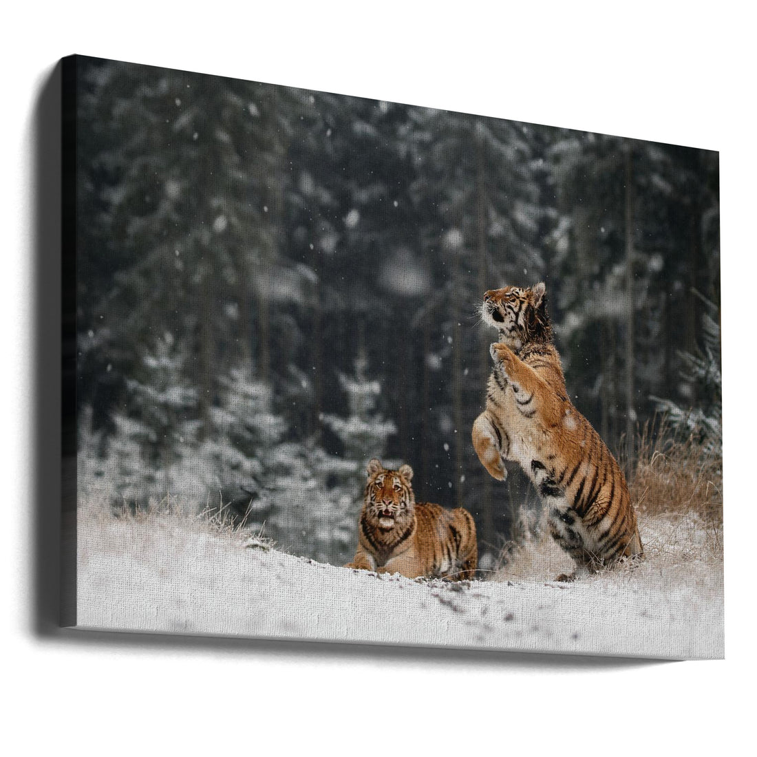 It is snowing by Michaela Firešová | Siberian Tiger Snow, Large Canvas Wall Art Print | Artsy Earth