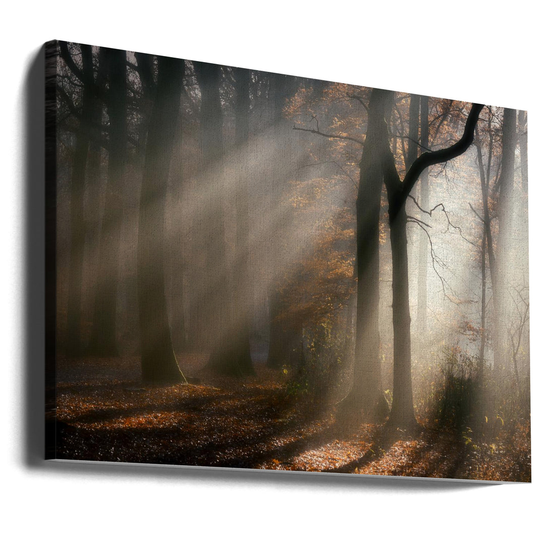 Morning Walk by Liliane Lathouwers | Foggy Forest Sunrise, Large Canvas Wall Art Print | Artsy Earth